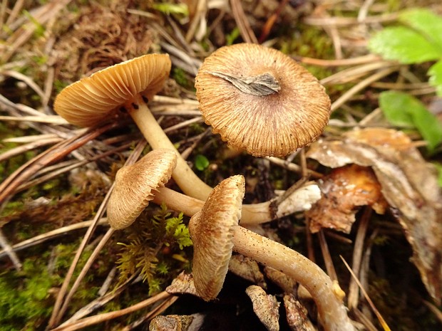 Inocybe acuta - Волоконница острая - Pointed Fibrecap - Spitzer Faserling