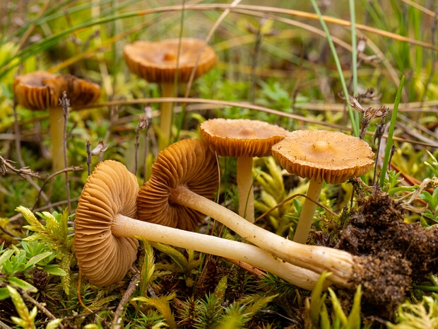 Inocybe nitidiuscula - Волоконница блестящая - Shiny Fibrecap - Glänzender Faserling Inocybe nitidiuscula, commonly known as the Shiny Fibrecap or Glänzender Faserling, is a small, mycorrhizal...
