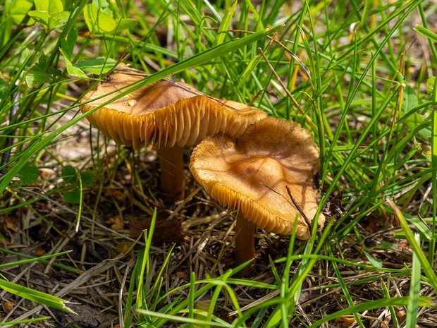 Волоконница буроватая - Inocybe fuscidula