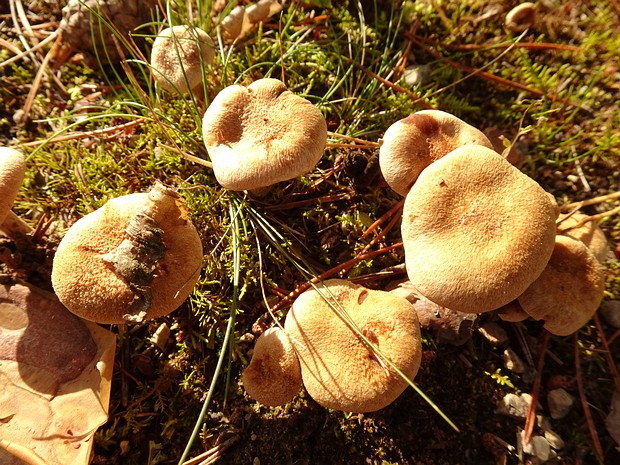 Inocybe dulcamara - Волоконница горько-сладкая - Bittersweet Fibrecap - Bittersüßer Faserling Inocybe dulcamara, also known as the Bittersweet Fibrecap or Bittersüßer Faserling, is a medium-sized, mycorrhizal...