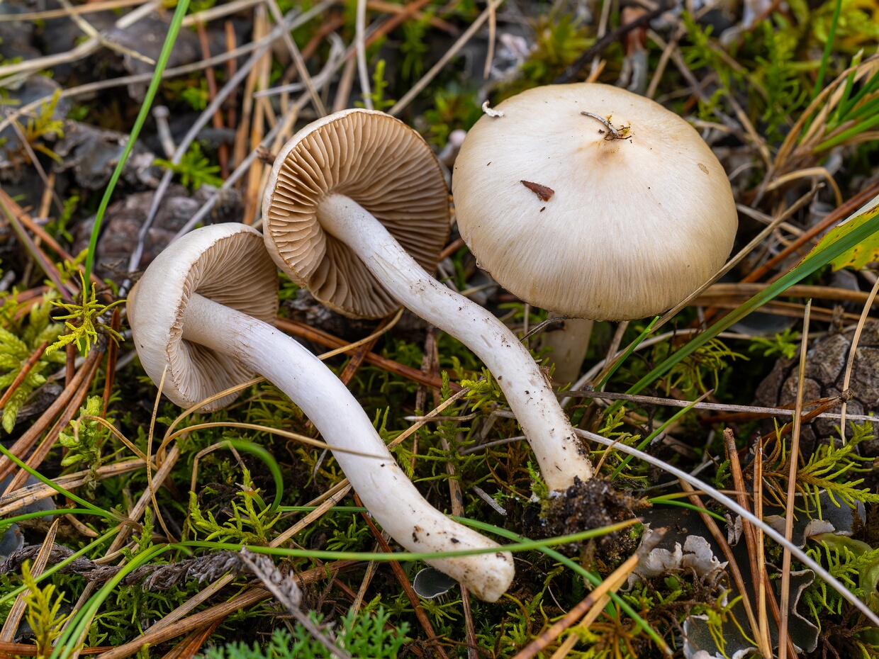 Волоконница земляная - Inocybe geophylla