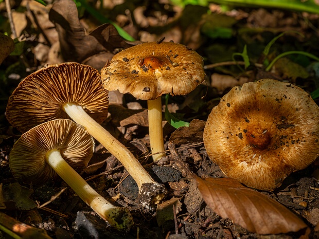 Волоконница обманчивая - Inocybe fraudans