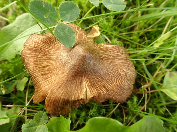 Inocybe rimosa - Волоконница трещиноватая - Split Fibrecap - Aufgeplatzter Faserling Inocybe rimosa, commonly known as the Split Fibrecap or Aufgeplatzter Faserling, is a medium-sized, mycorrhizal...