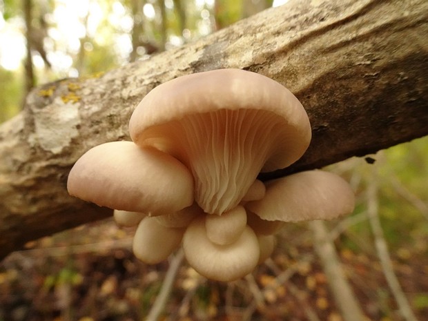 Pleurotus pulmonarius - Вёшенка лёгочная - Lung Oyster - Lungen-Seitling