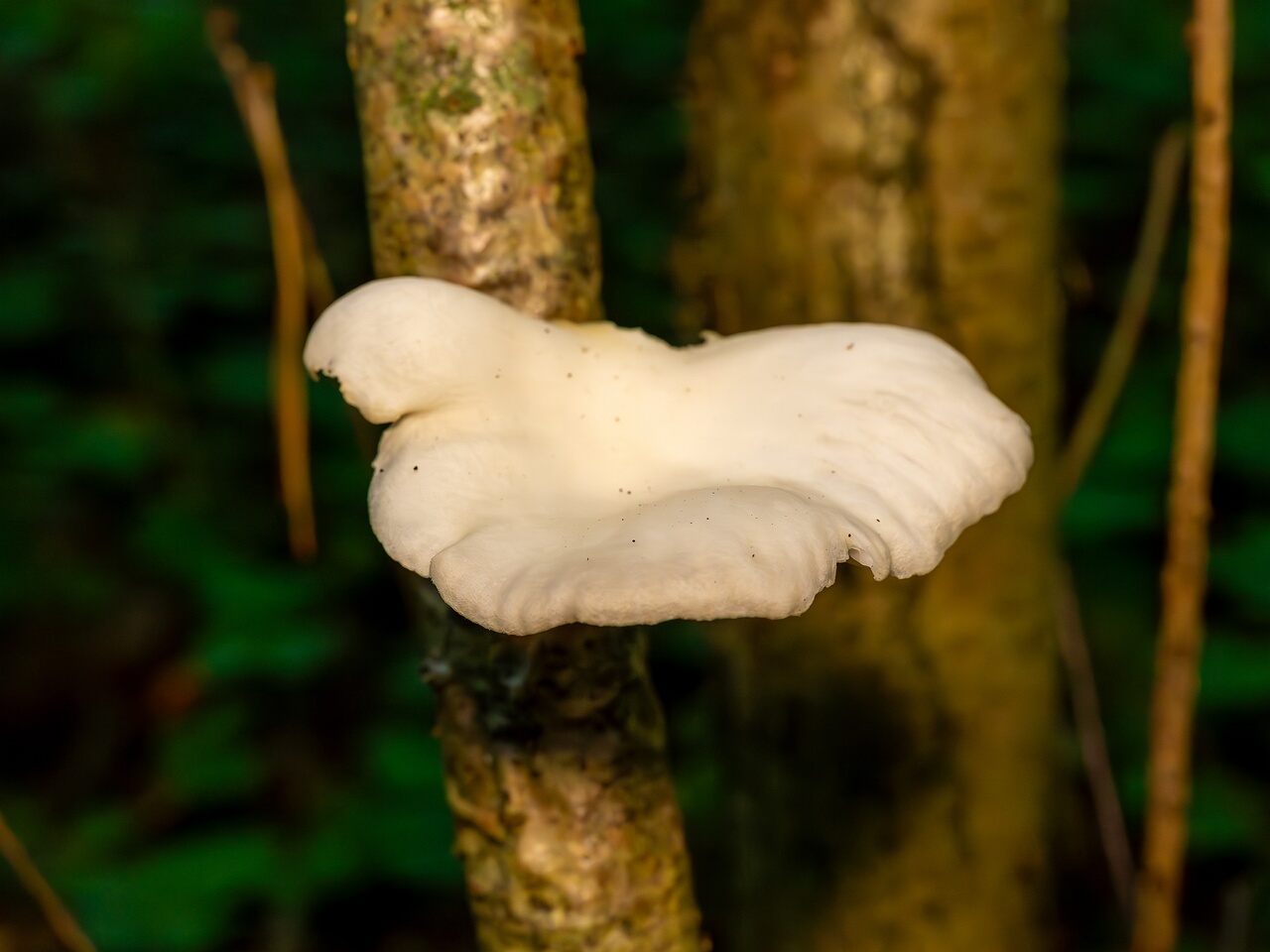 Pleurotus pulmonarius _2026-08-21_1-2