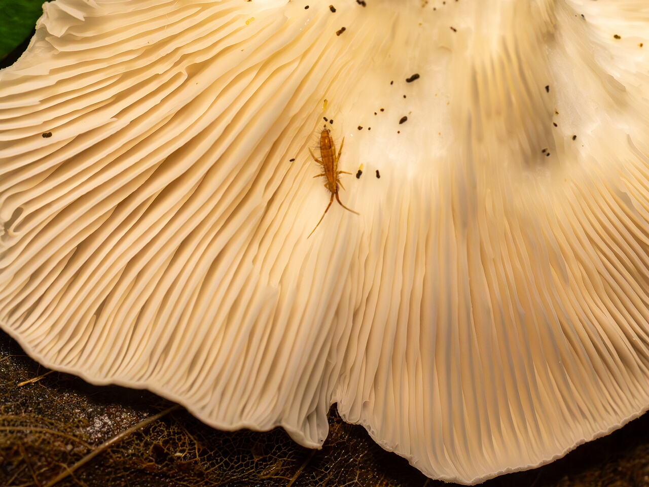 Pleurotus pulmonarius _2026-08-21_1-3
