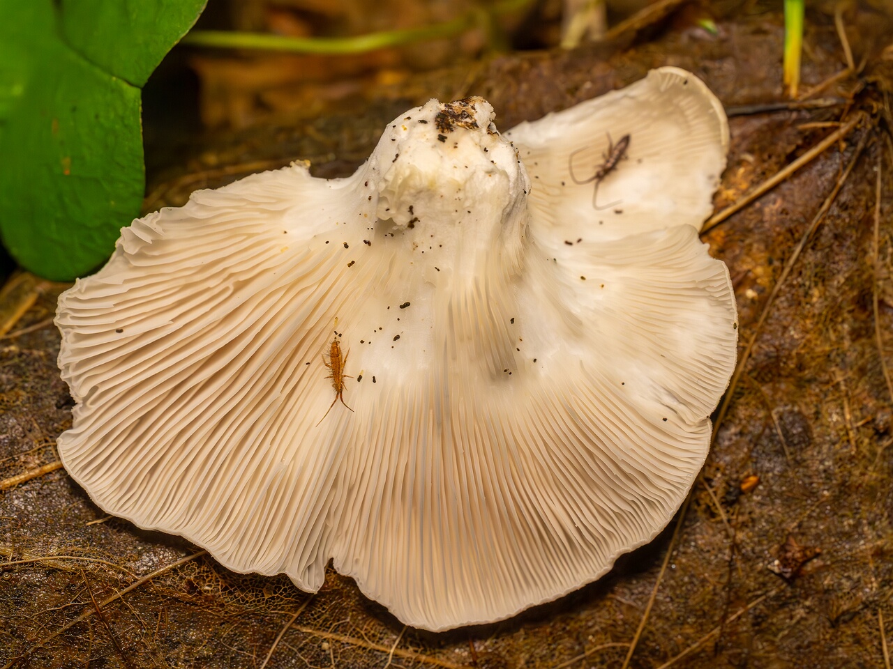 Pleurotus pulmonarius _2026-08-21_1-4
