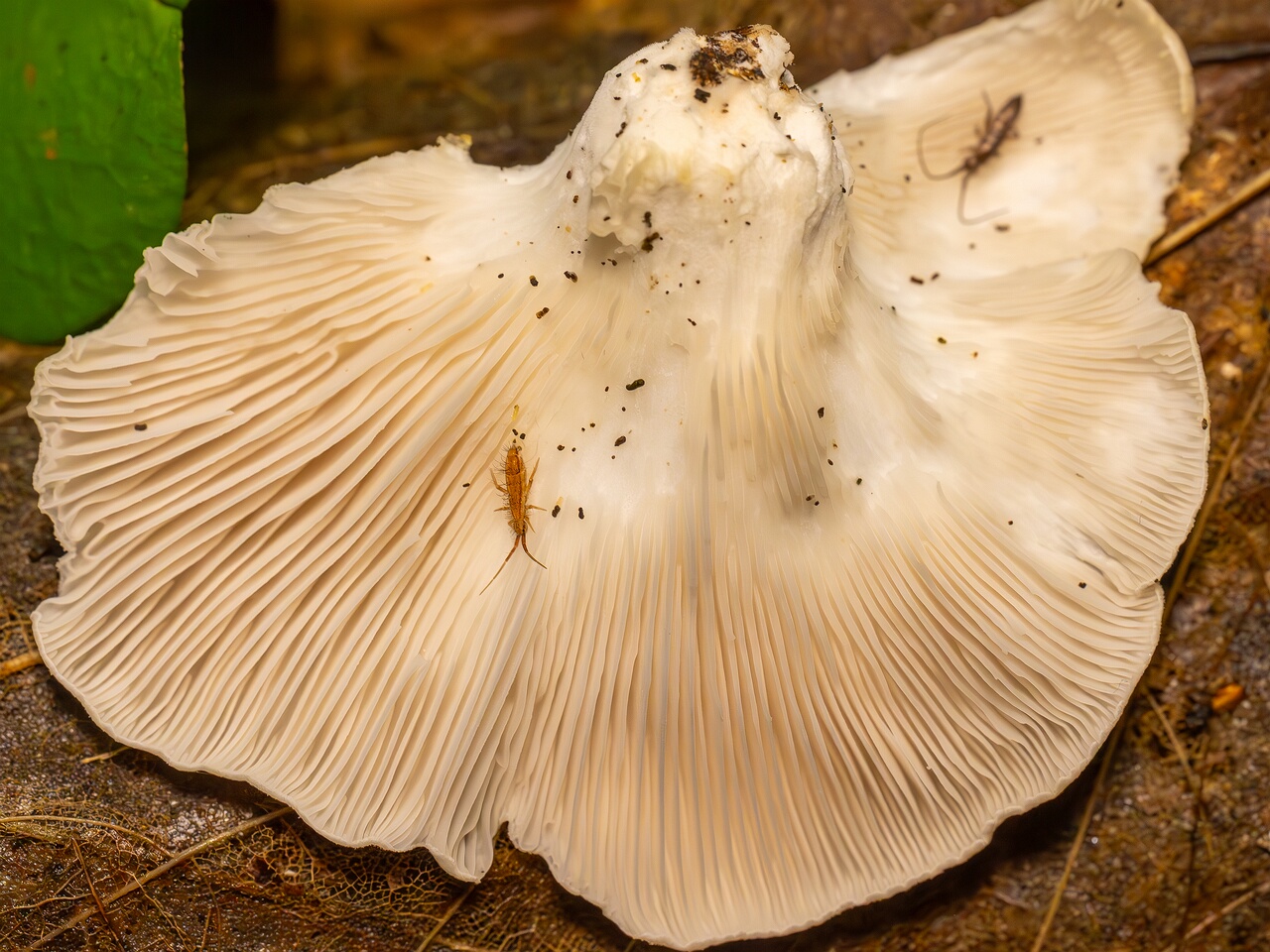 Pleurotus pulmonarius _2026-08-21_1-5