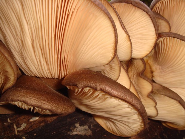 Pleurotus ostreatus - Вёшенка обыкновенная - Oyster Mushroom - Austernseitling