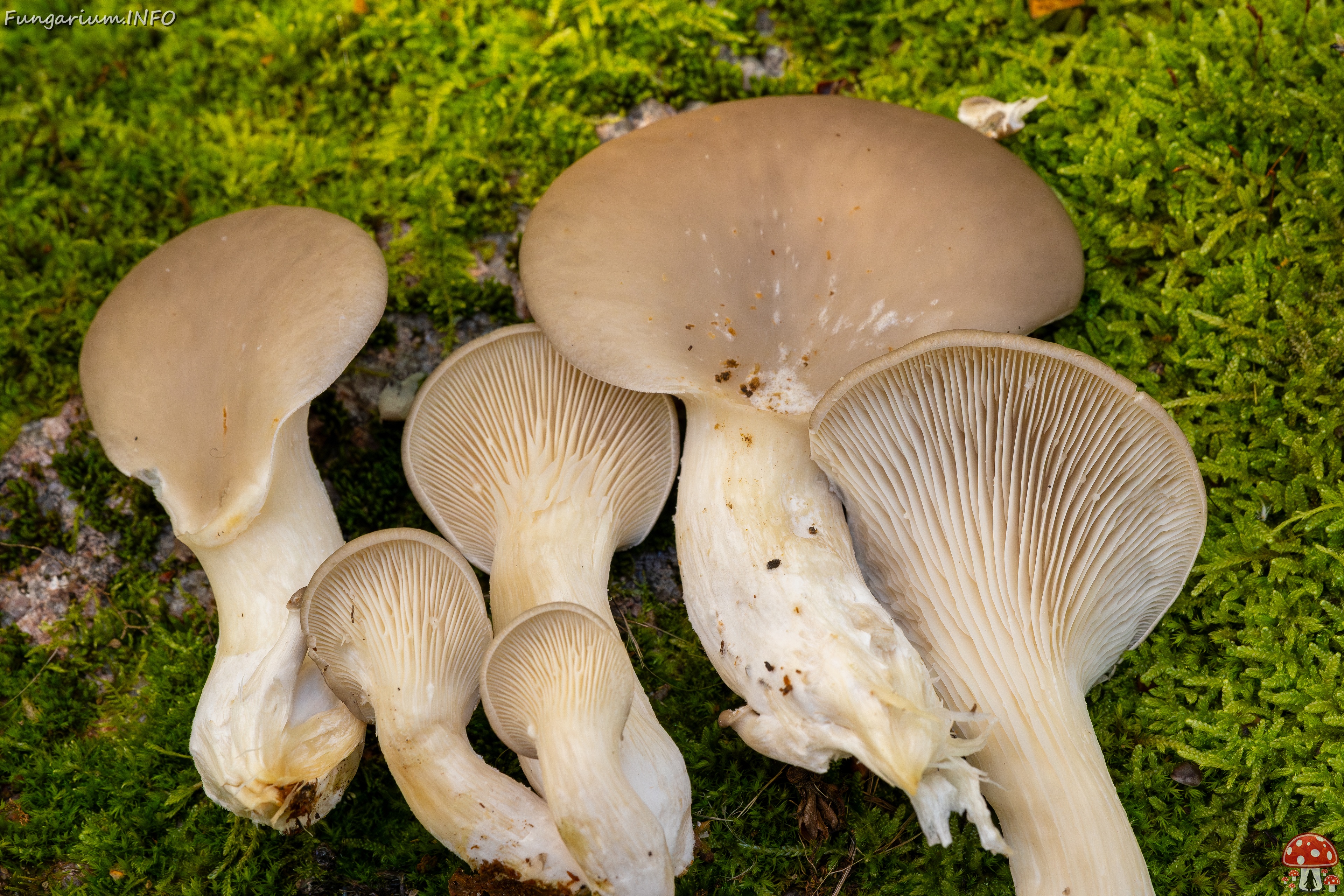 Pleurotus ostreatus _2025-10-18_1-1 