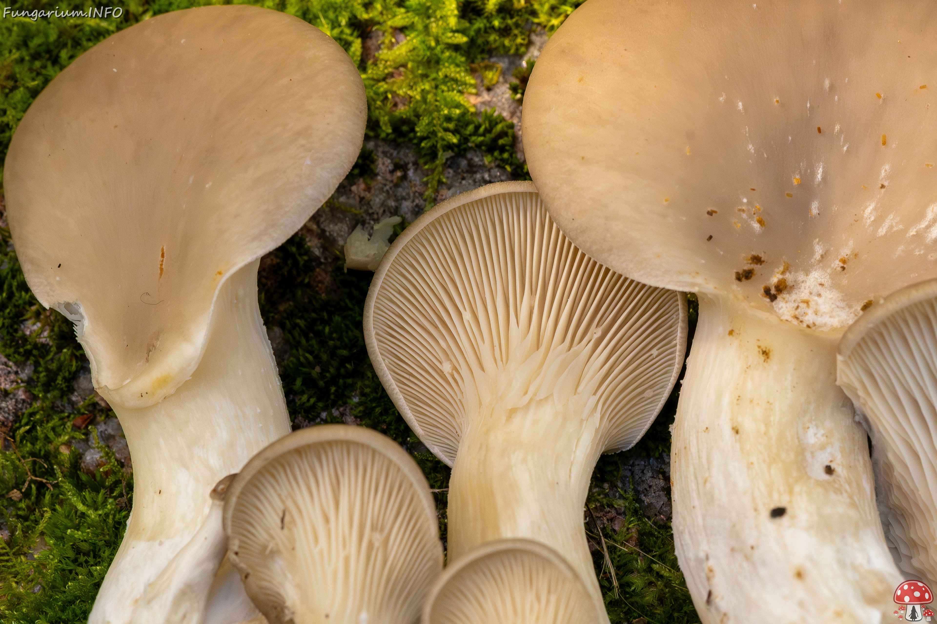 Pleurotus ostreatus _2025-10-18_1-3 