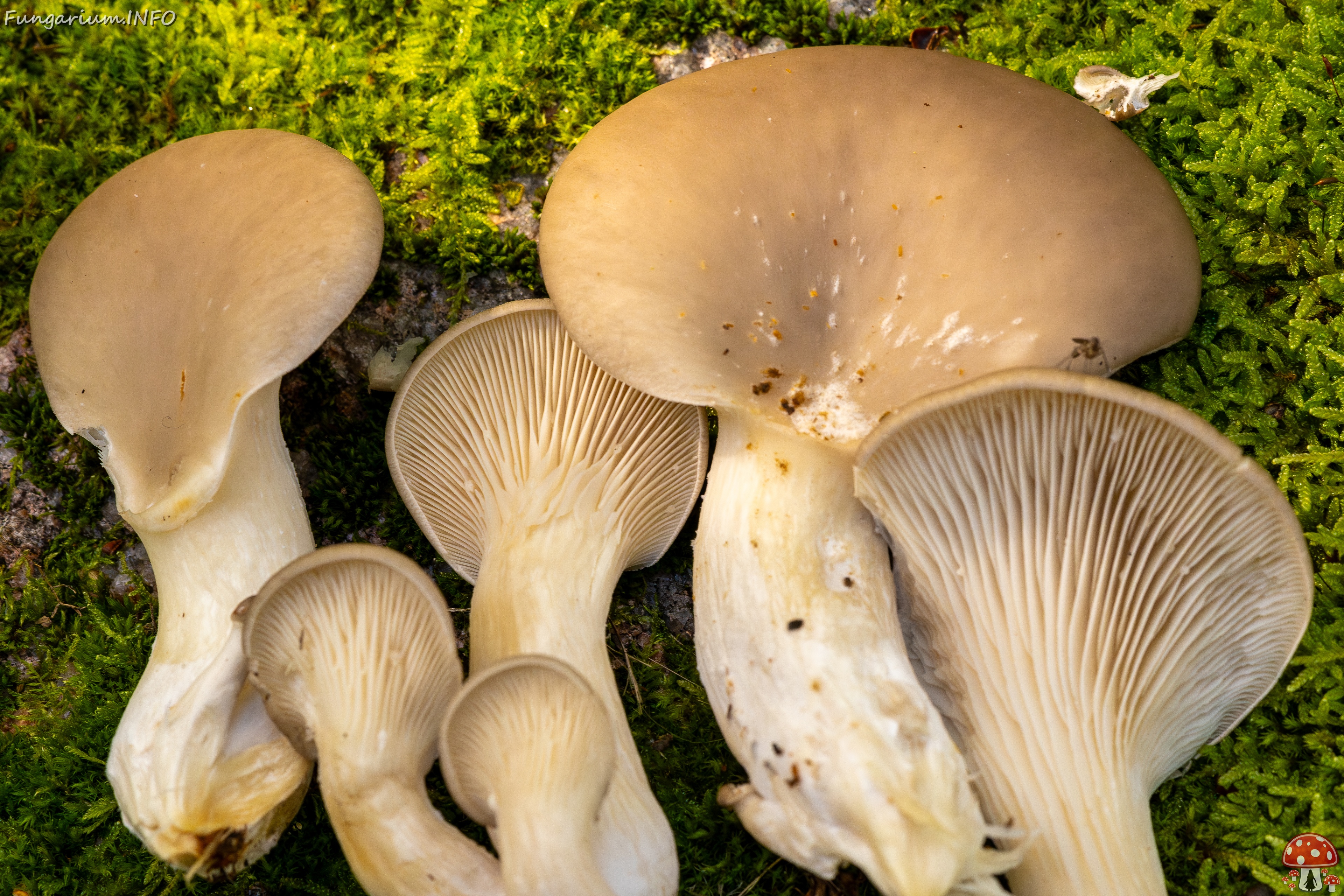 Pleurotus ostreatus _2025-10-18_1-4 