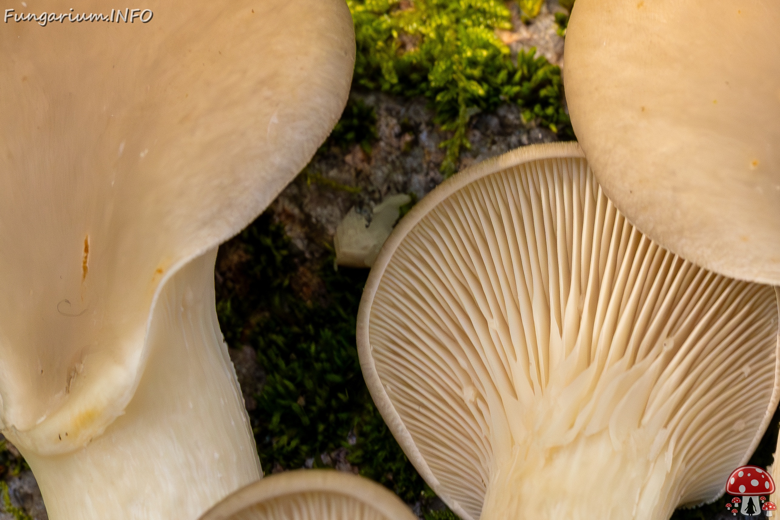 Pleurotus ostreatus _2025-10-18_1-5 