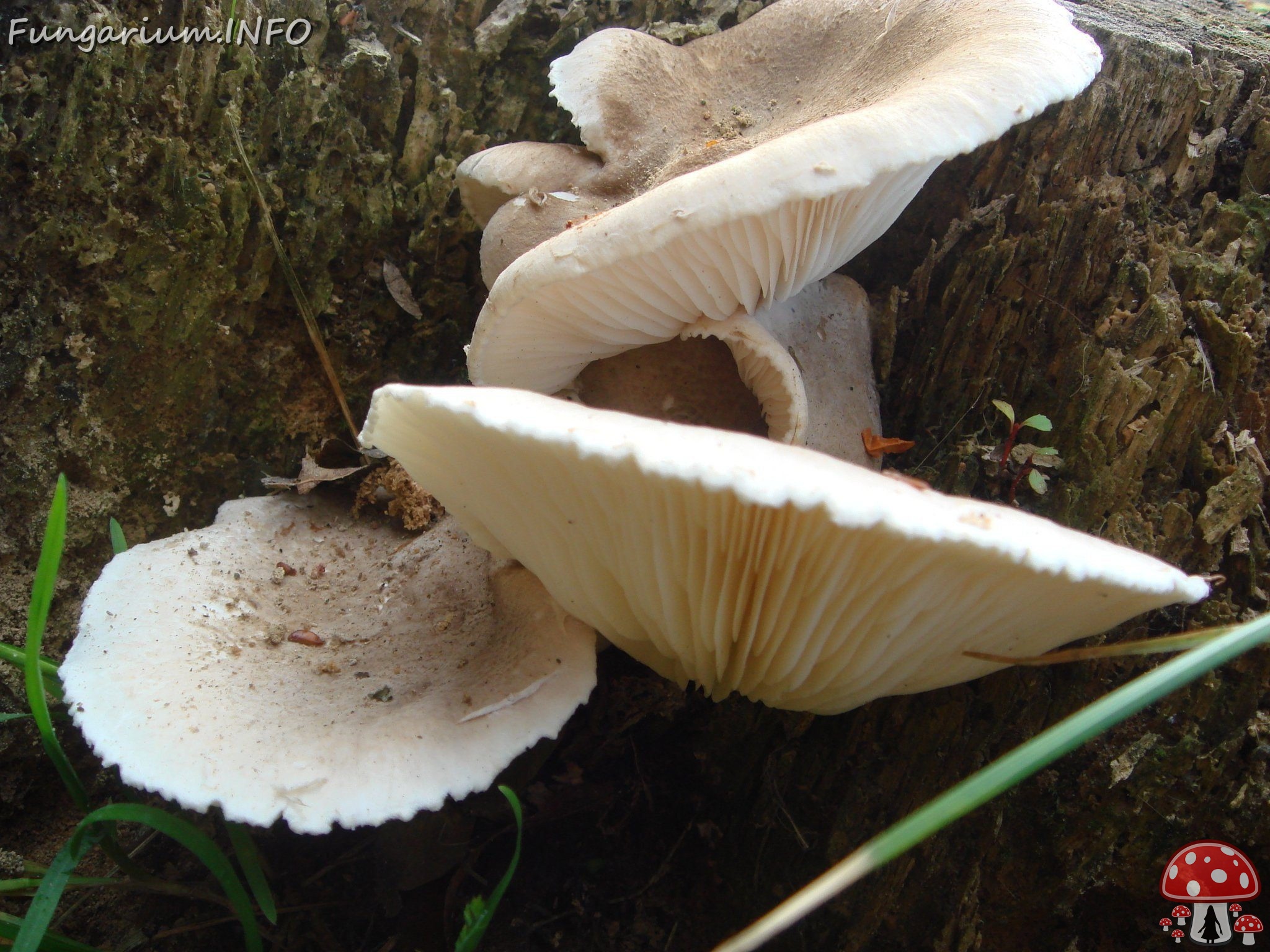 fungi-0001145 