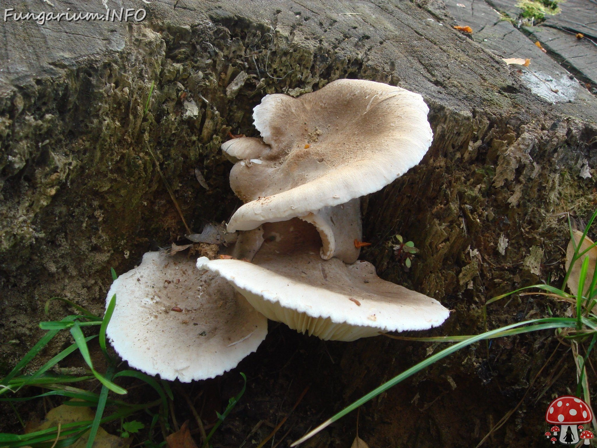 fungi-0001146 