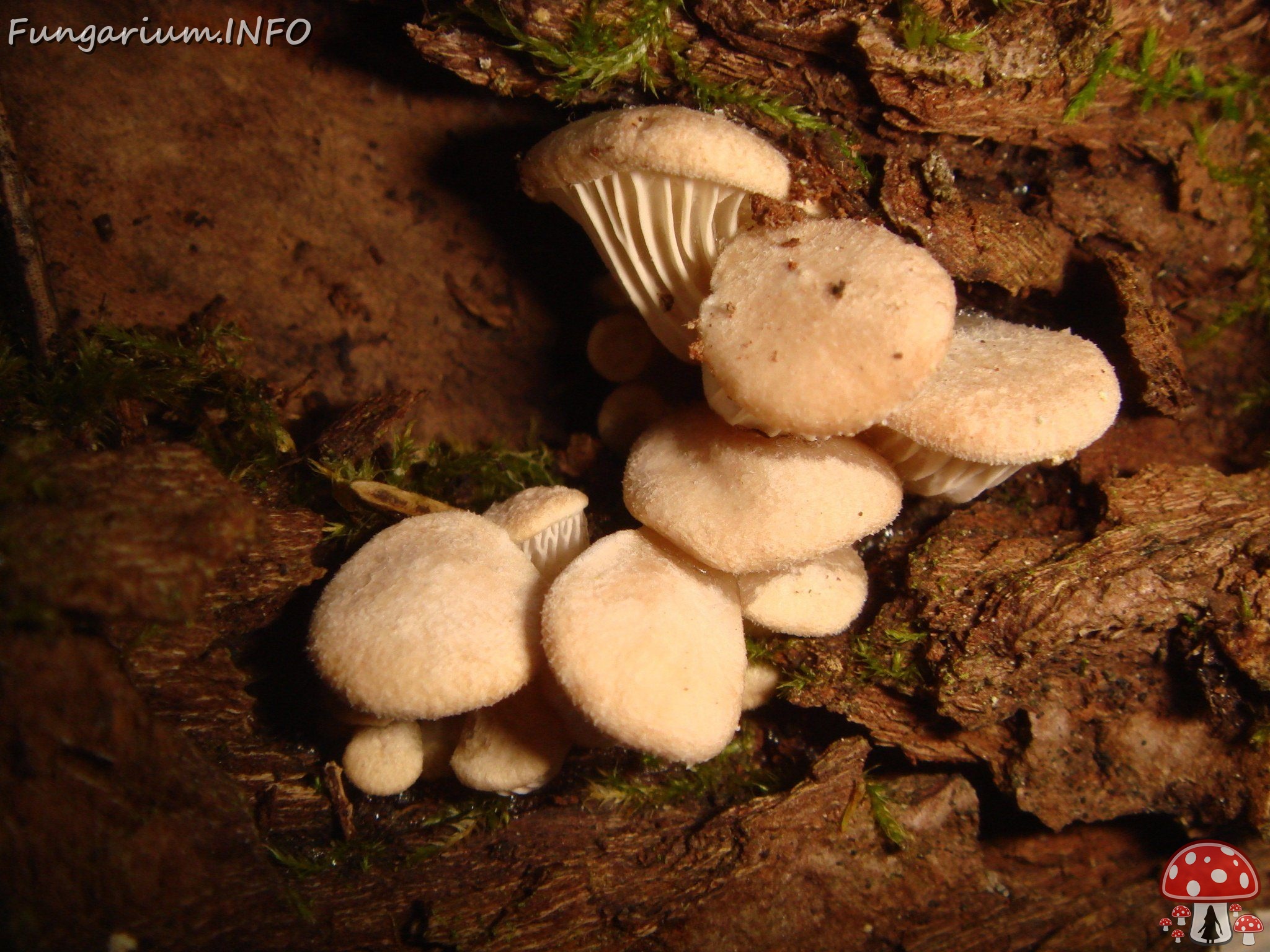 fungi-0002834 