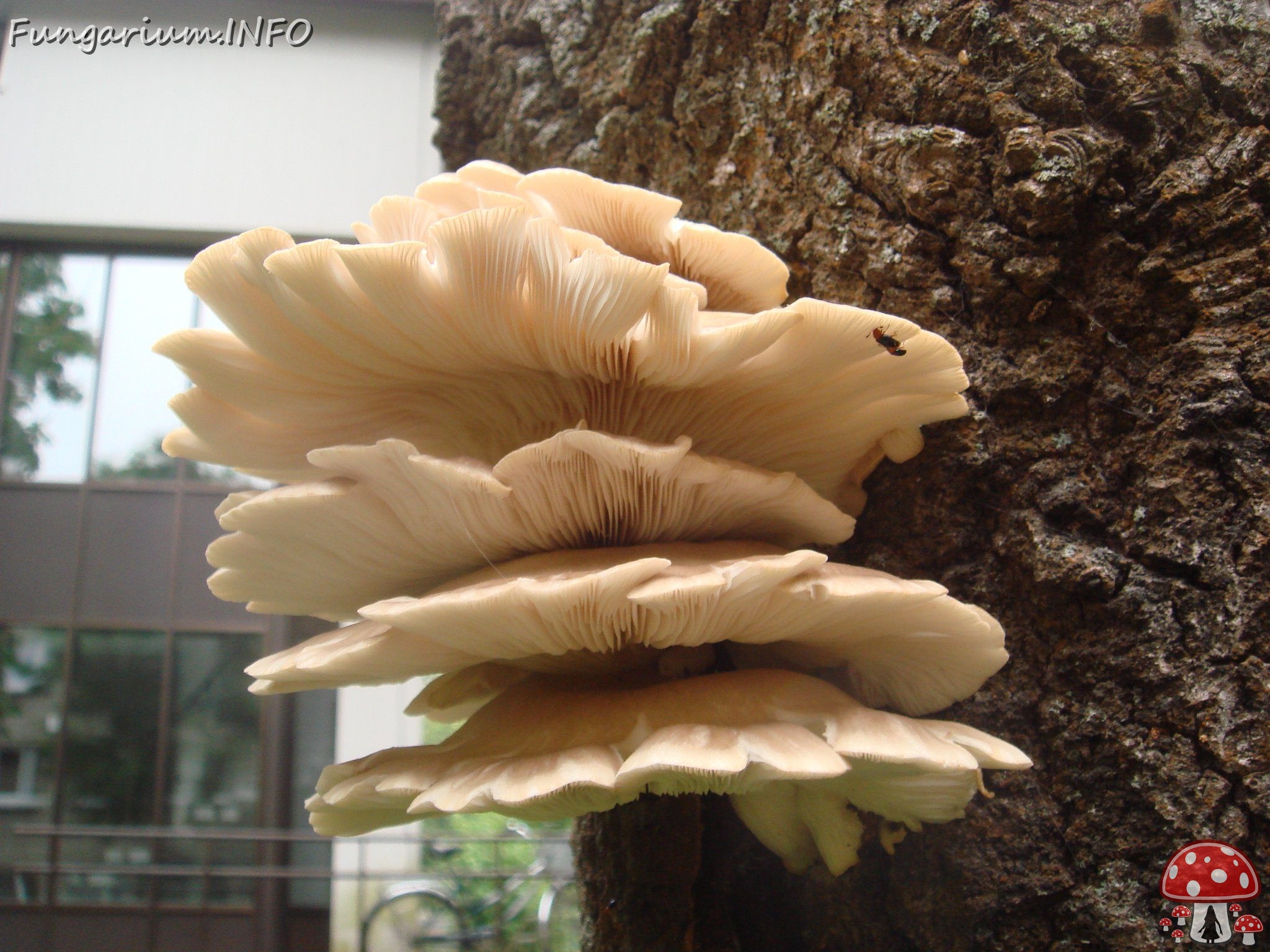 fungi-0003148 