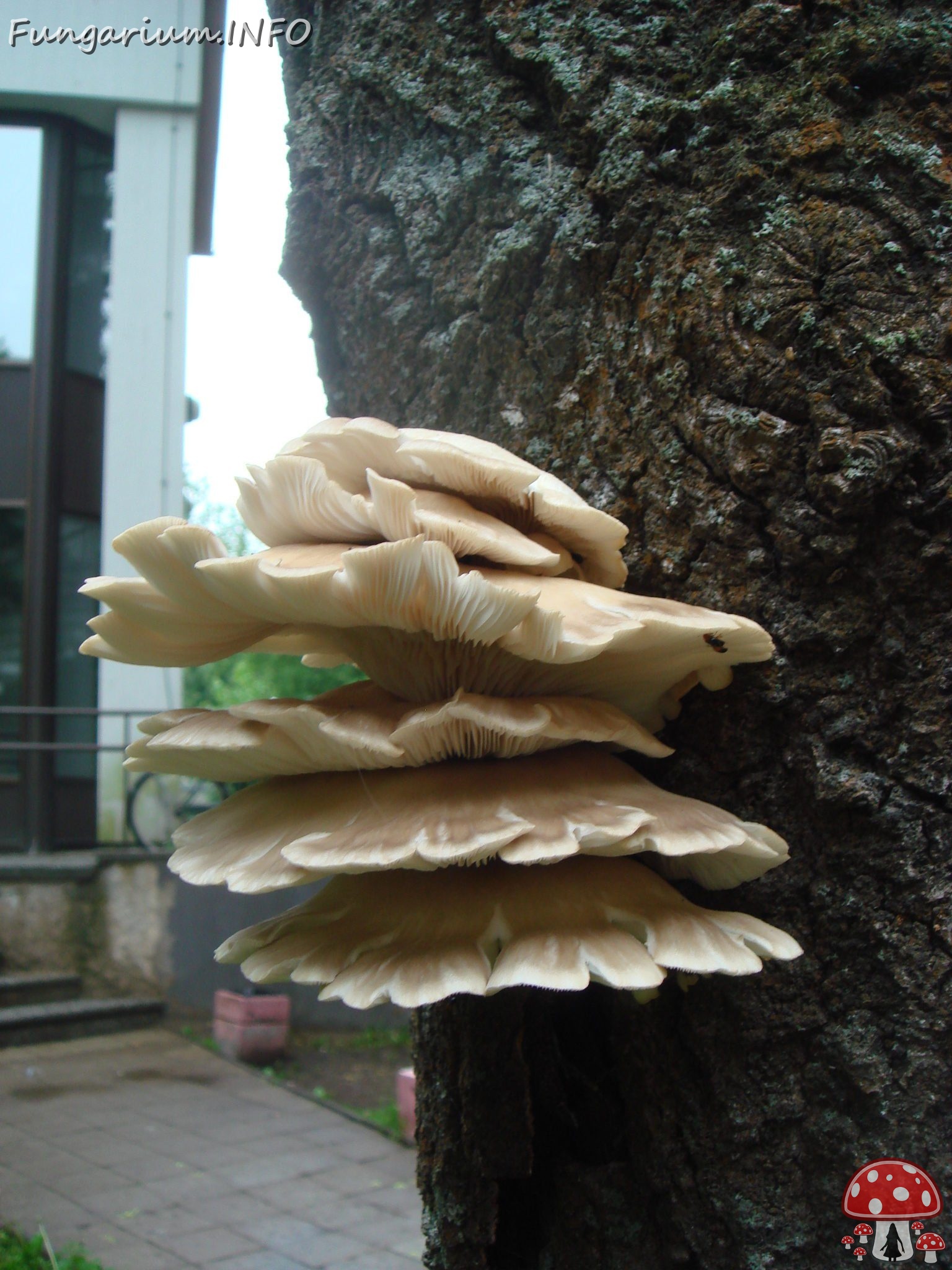 fungi-0003149 