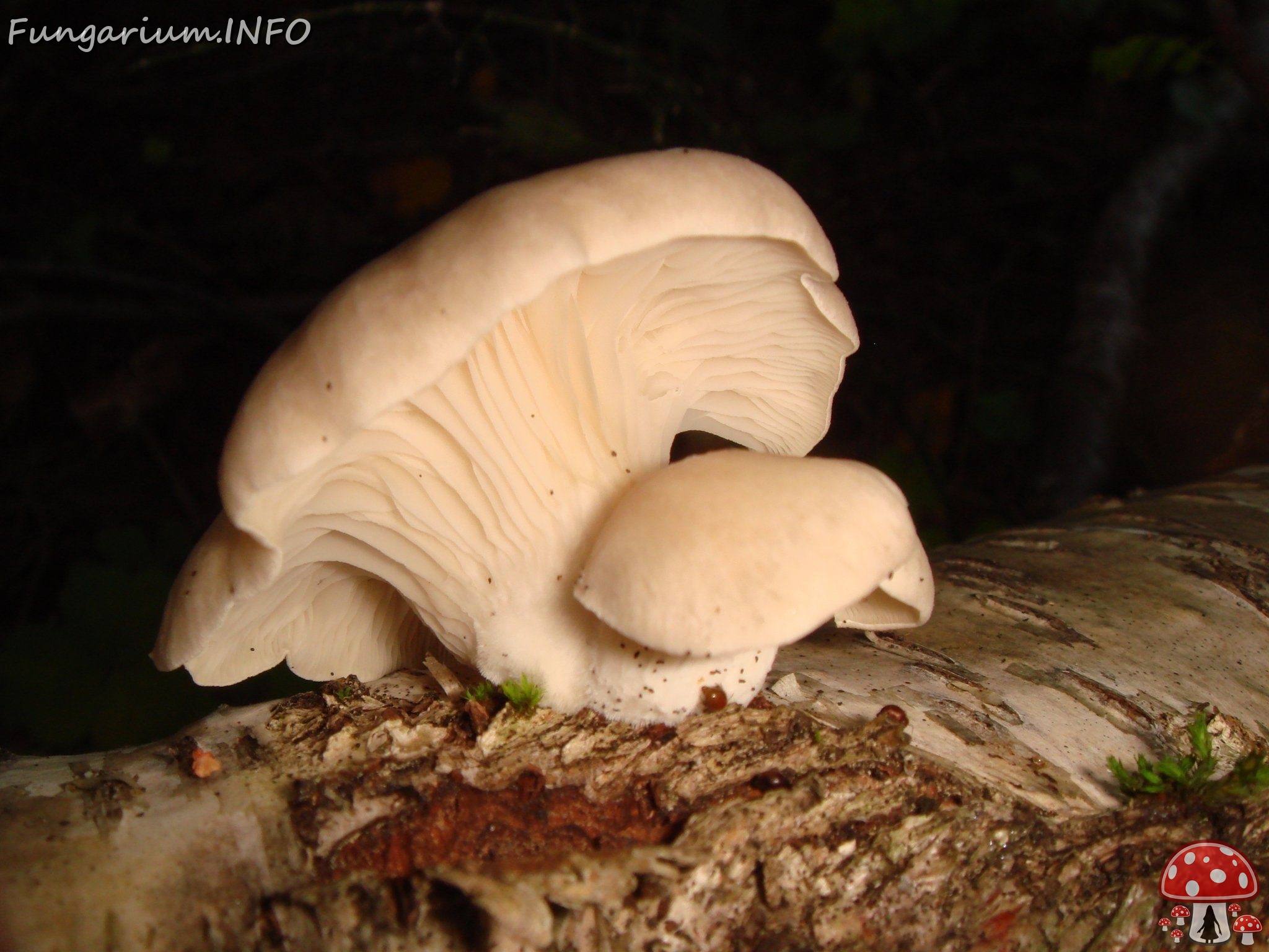 fungi-0003966 