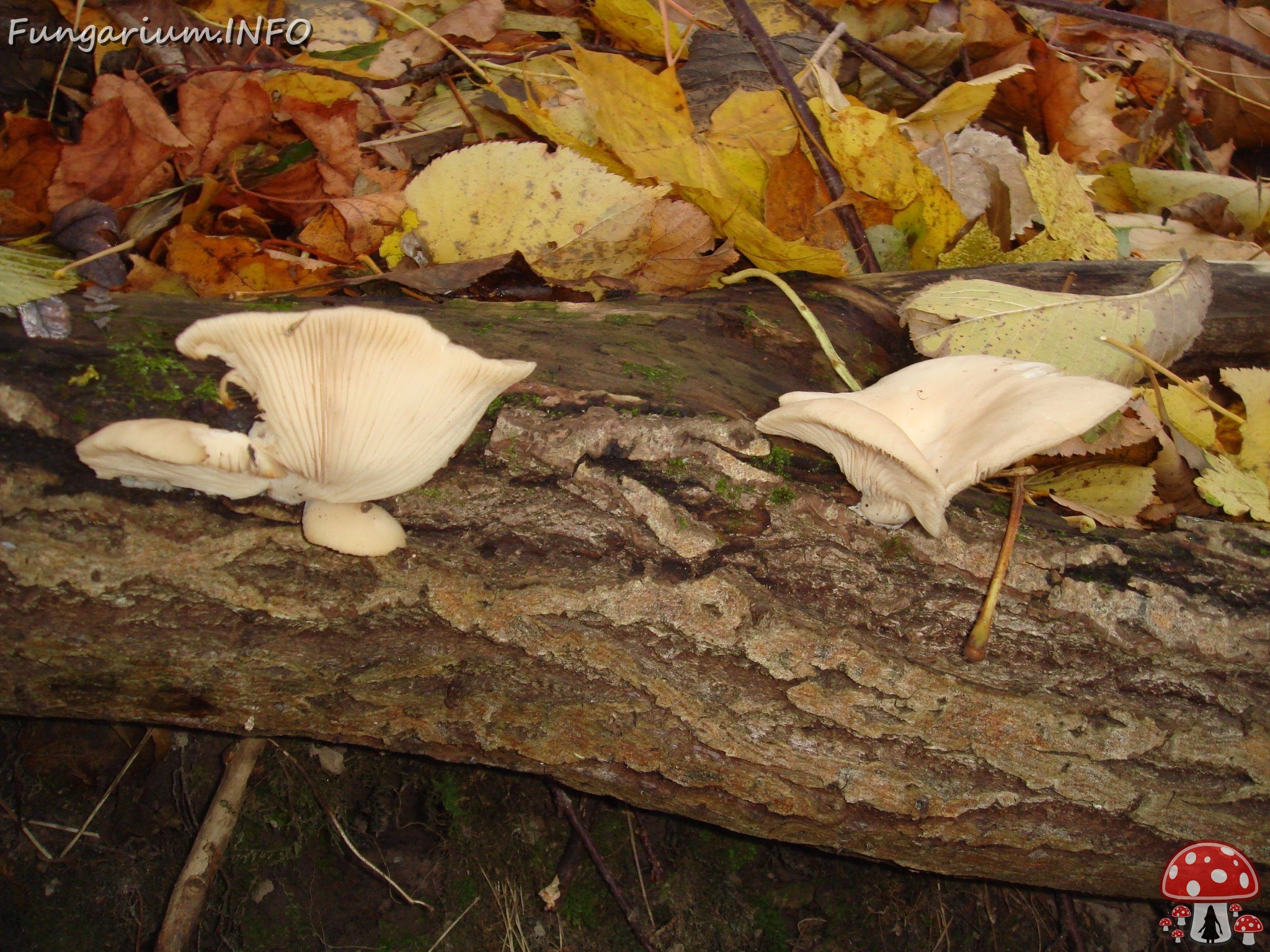 fungi-0004294 