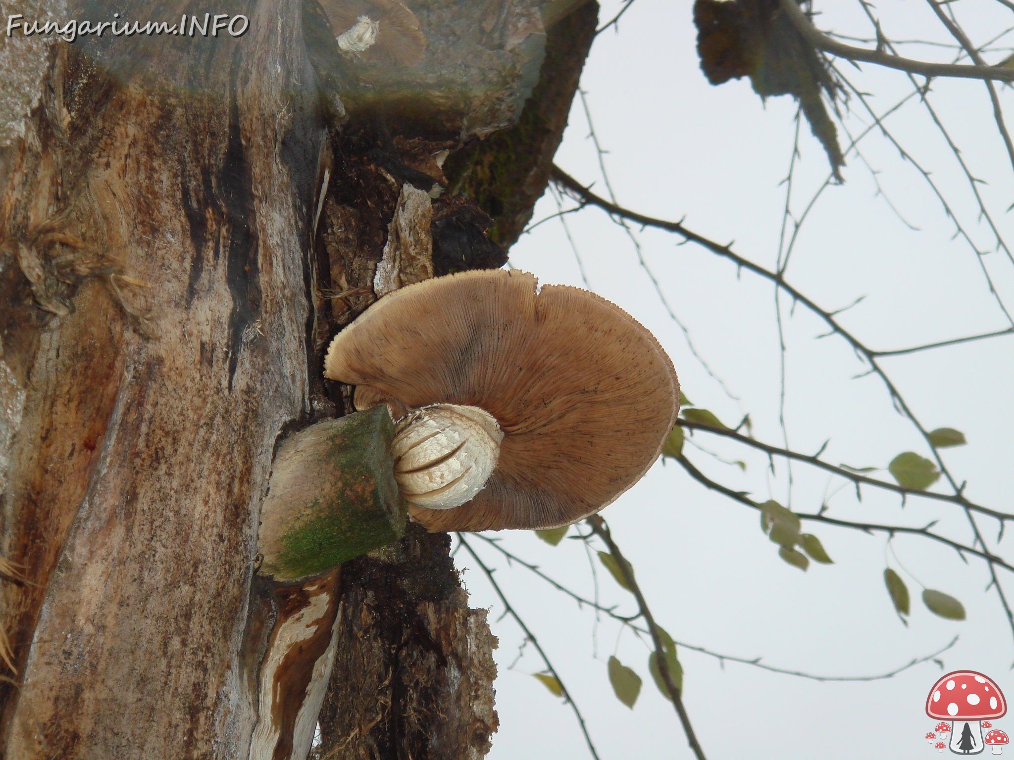 fungi-0004314 