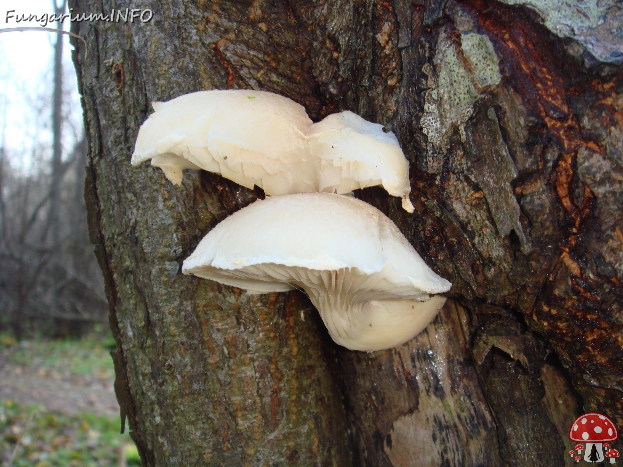 fungi-0004332 