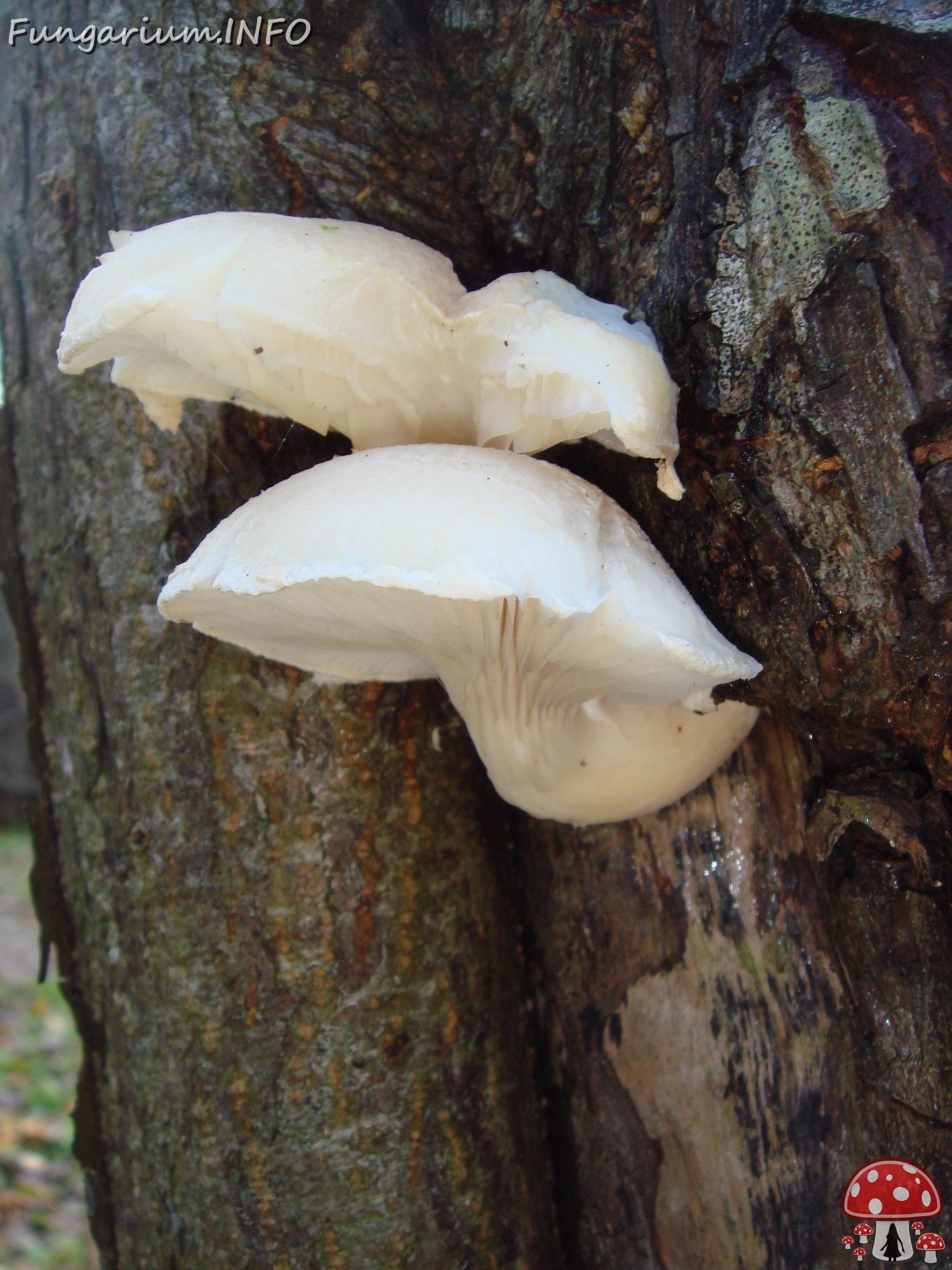 fungi-0004334 