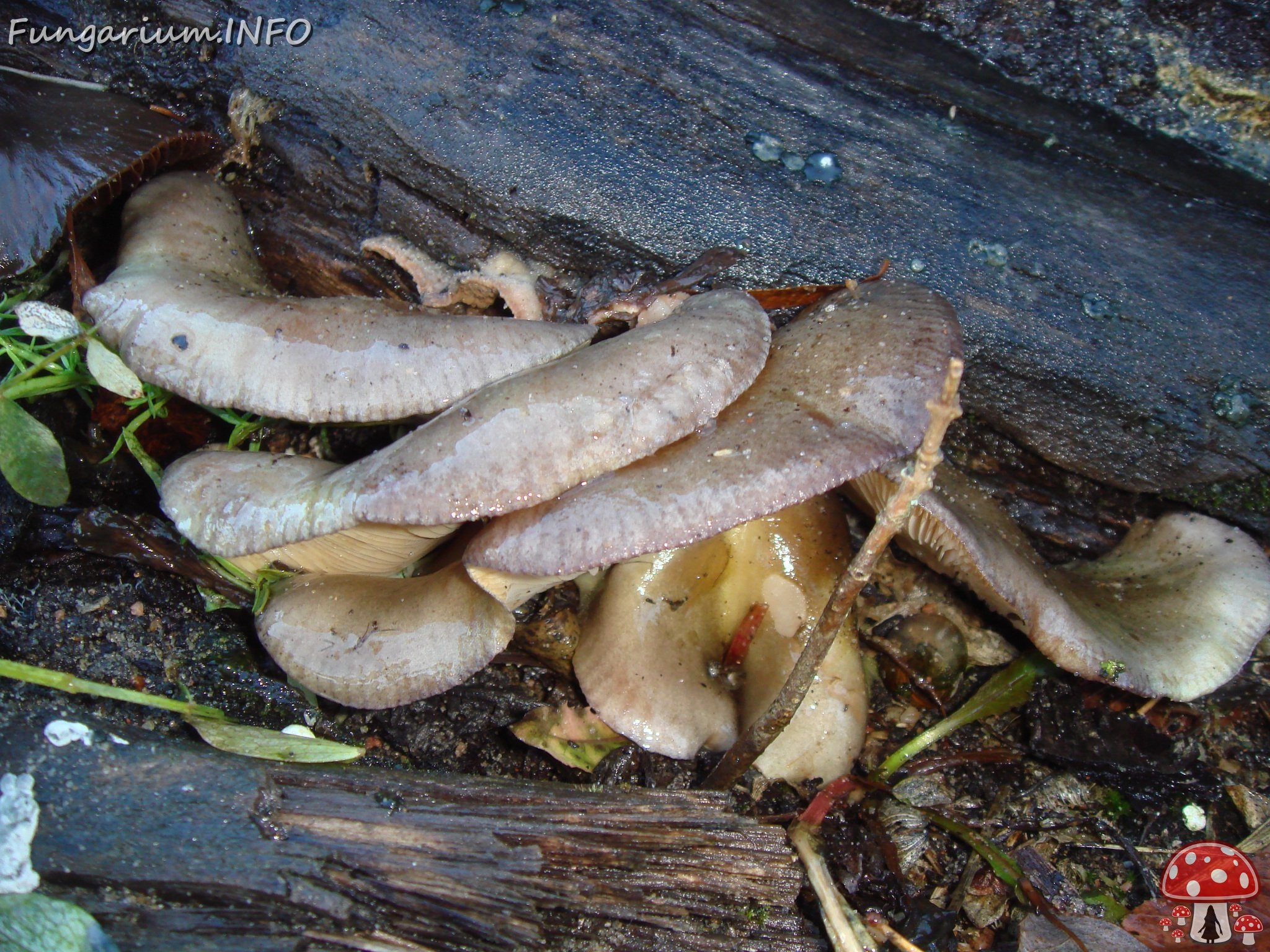 fungi-0004401 