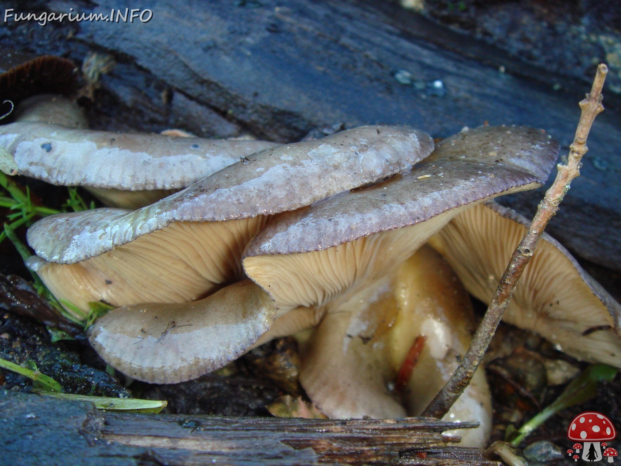 fungi-0004402 