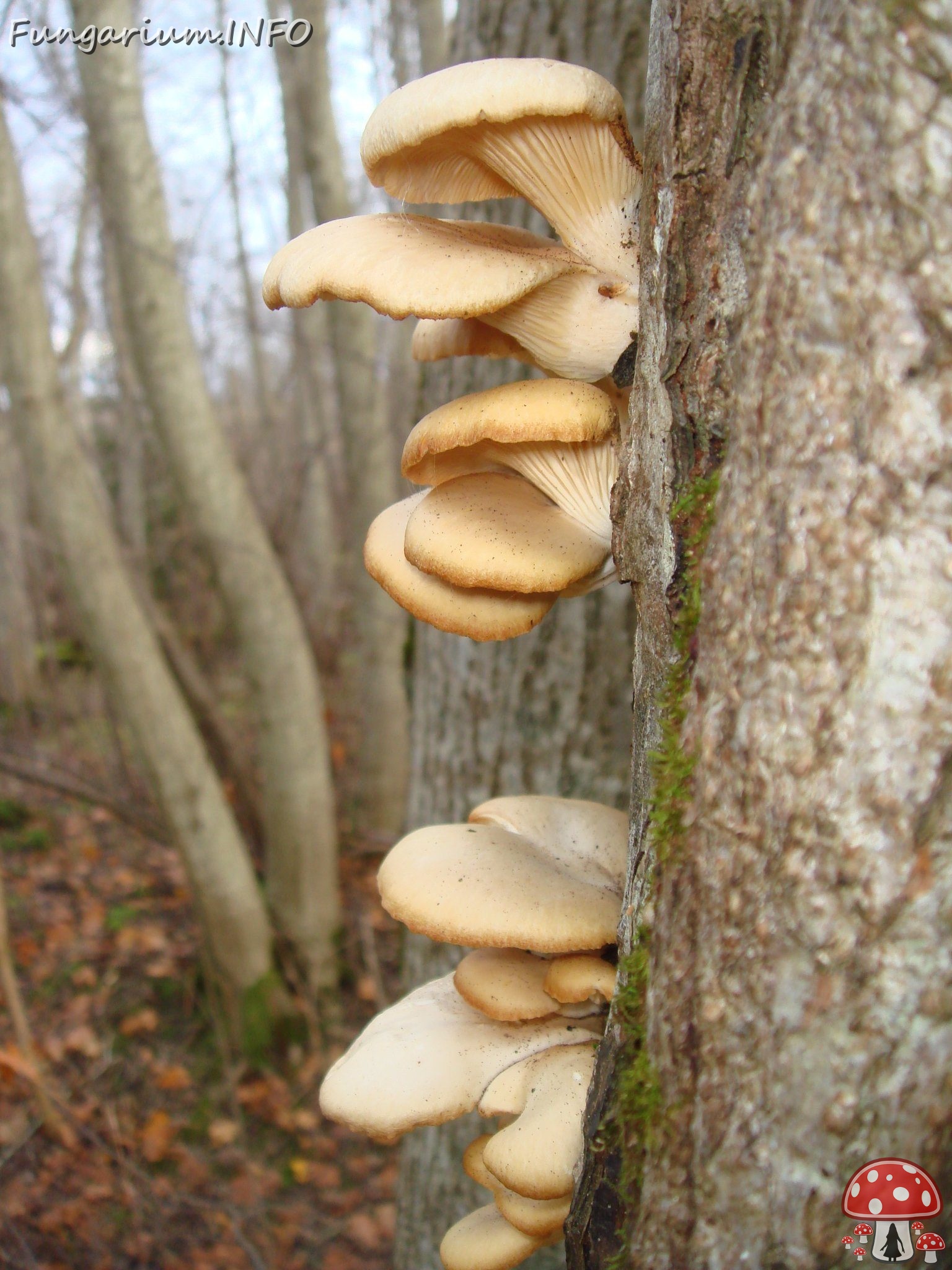 fungi-0004456 