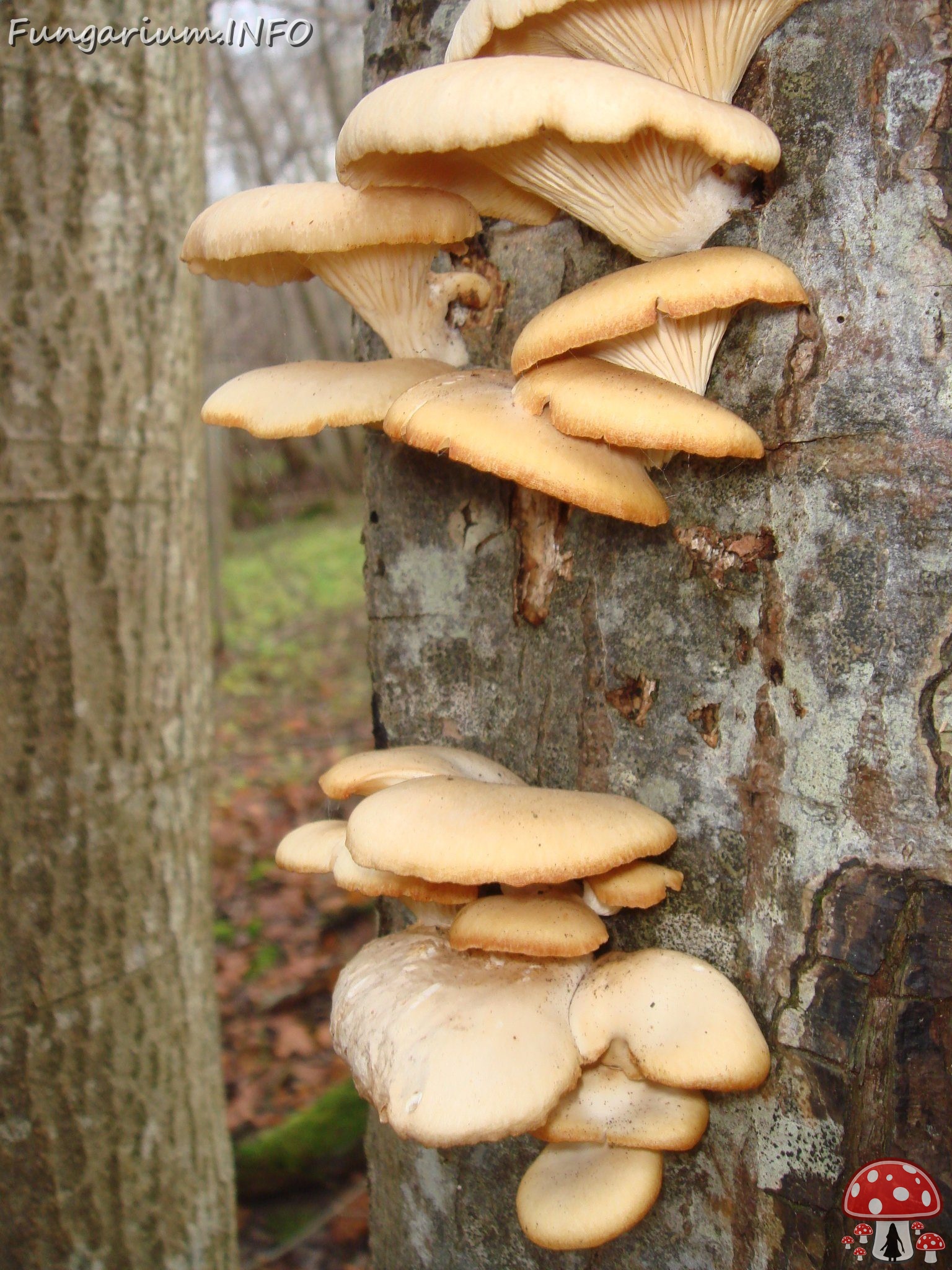 fungi-0004458 