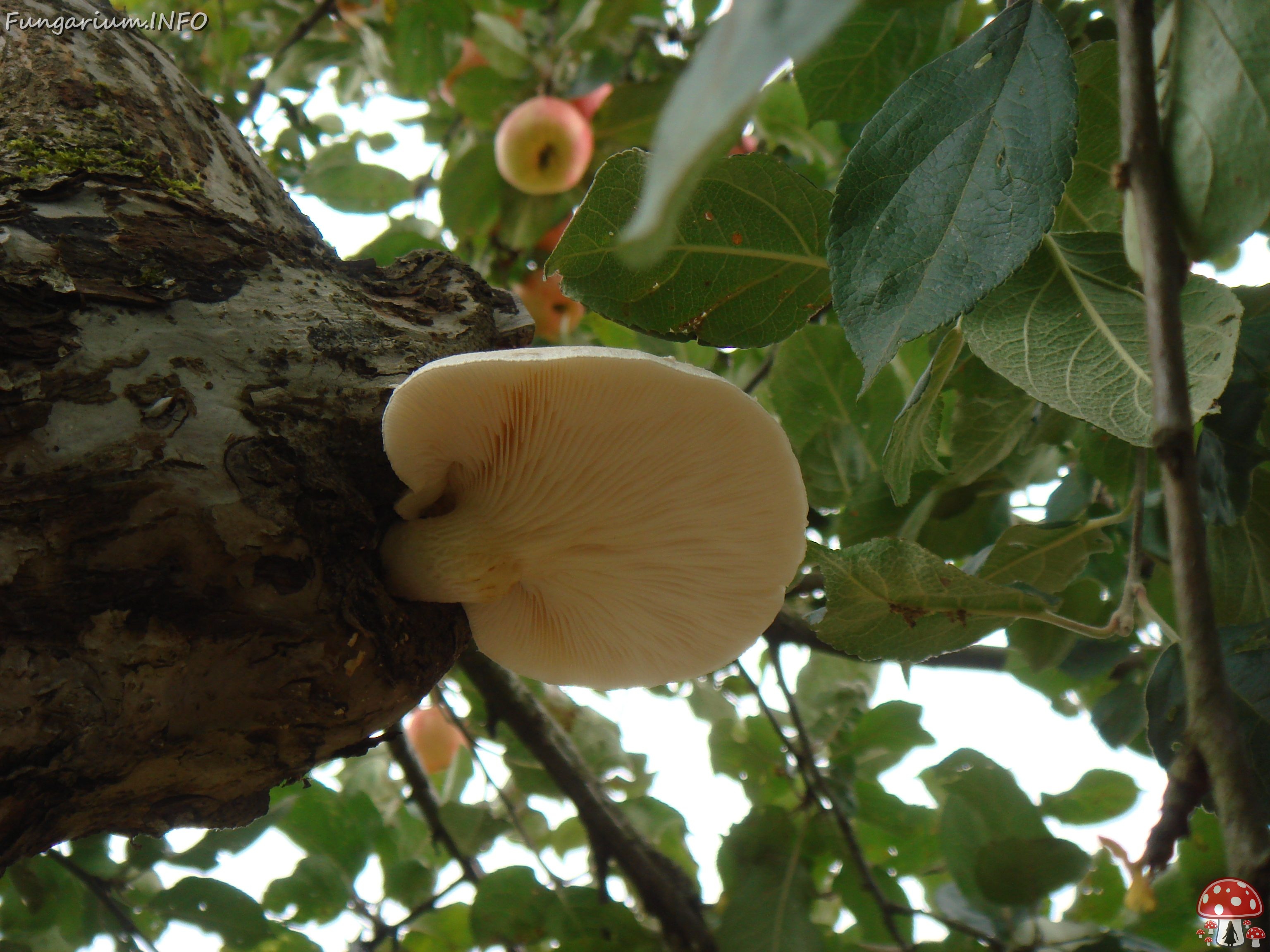 fungi-0004816 