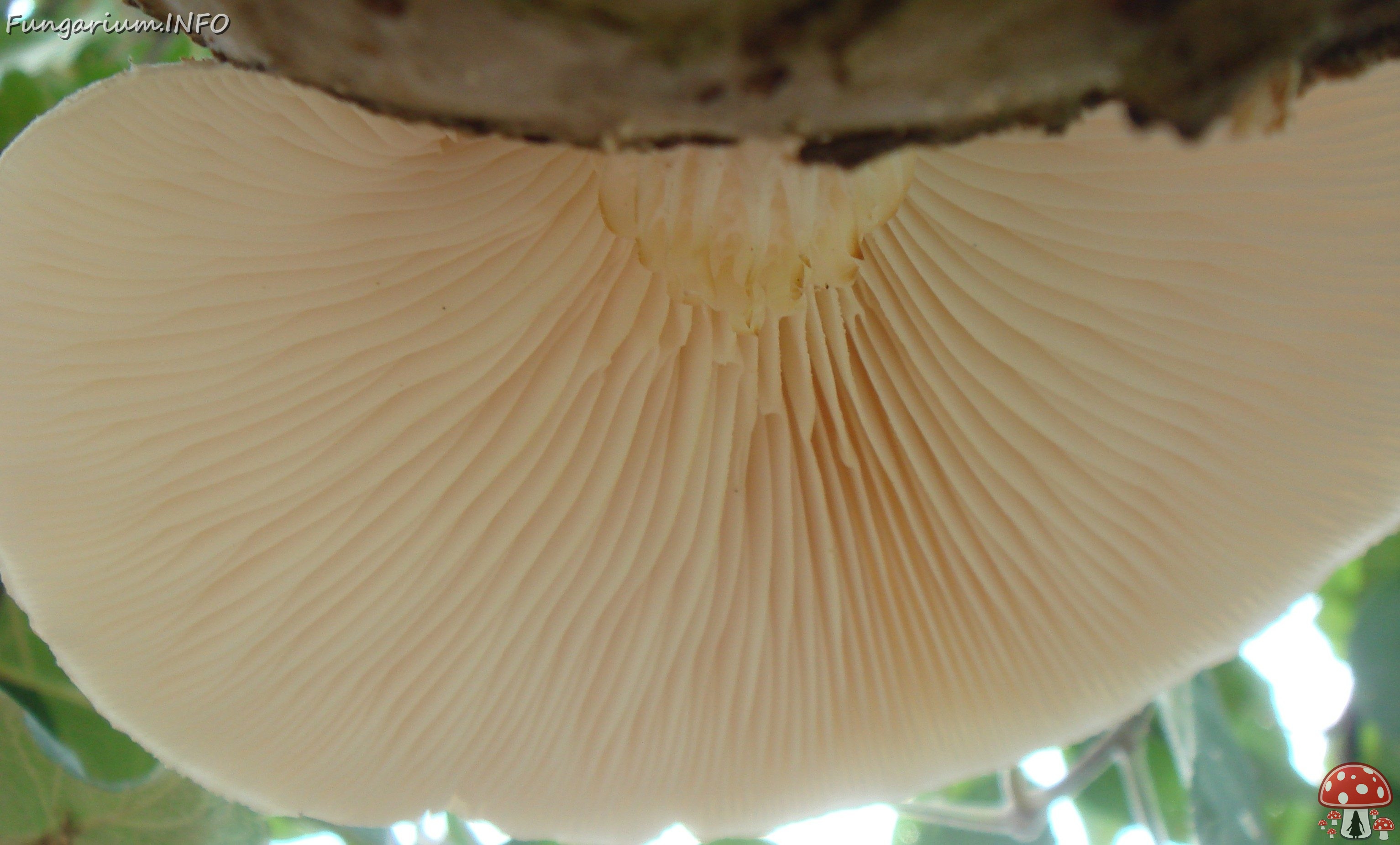 fungi-0004820_ 