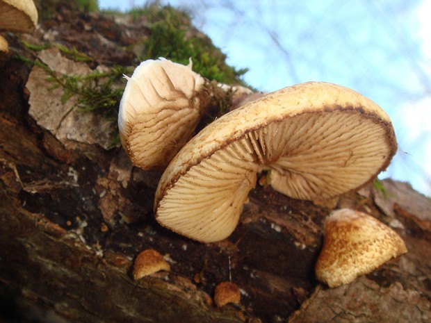 Pleurotus cornucopiae - Вёшенка рожковидная - Branched Oyster Mushroom - Hornförmiger Seitling