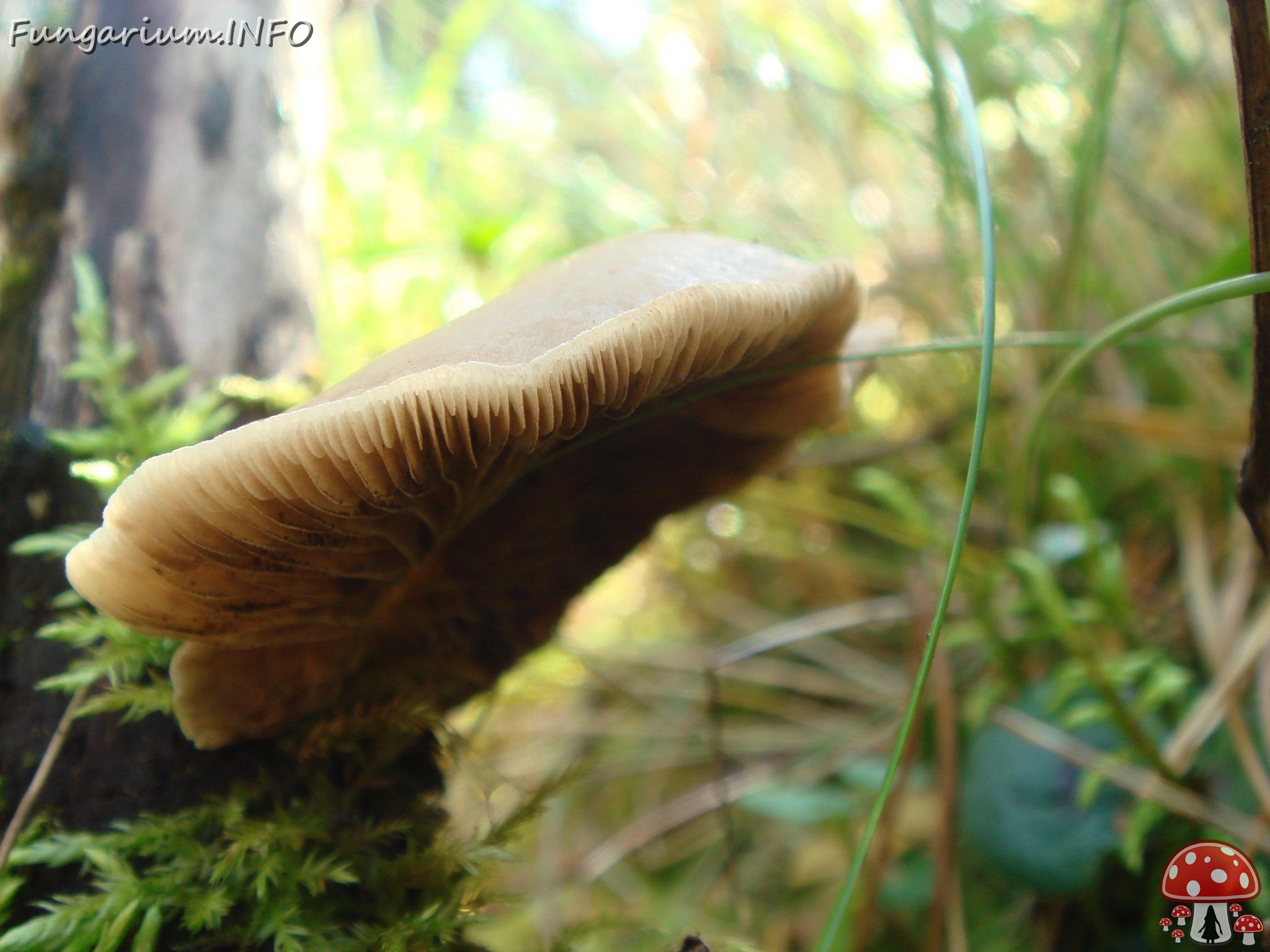 fungi-0001244 