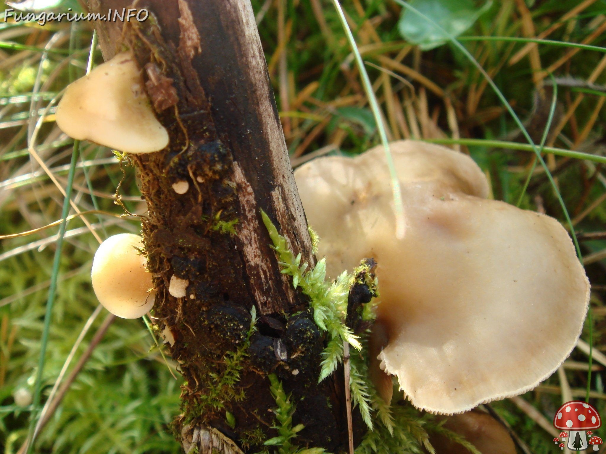 fungi-0001245 