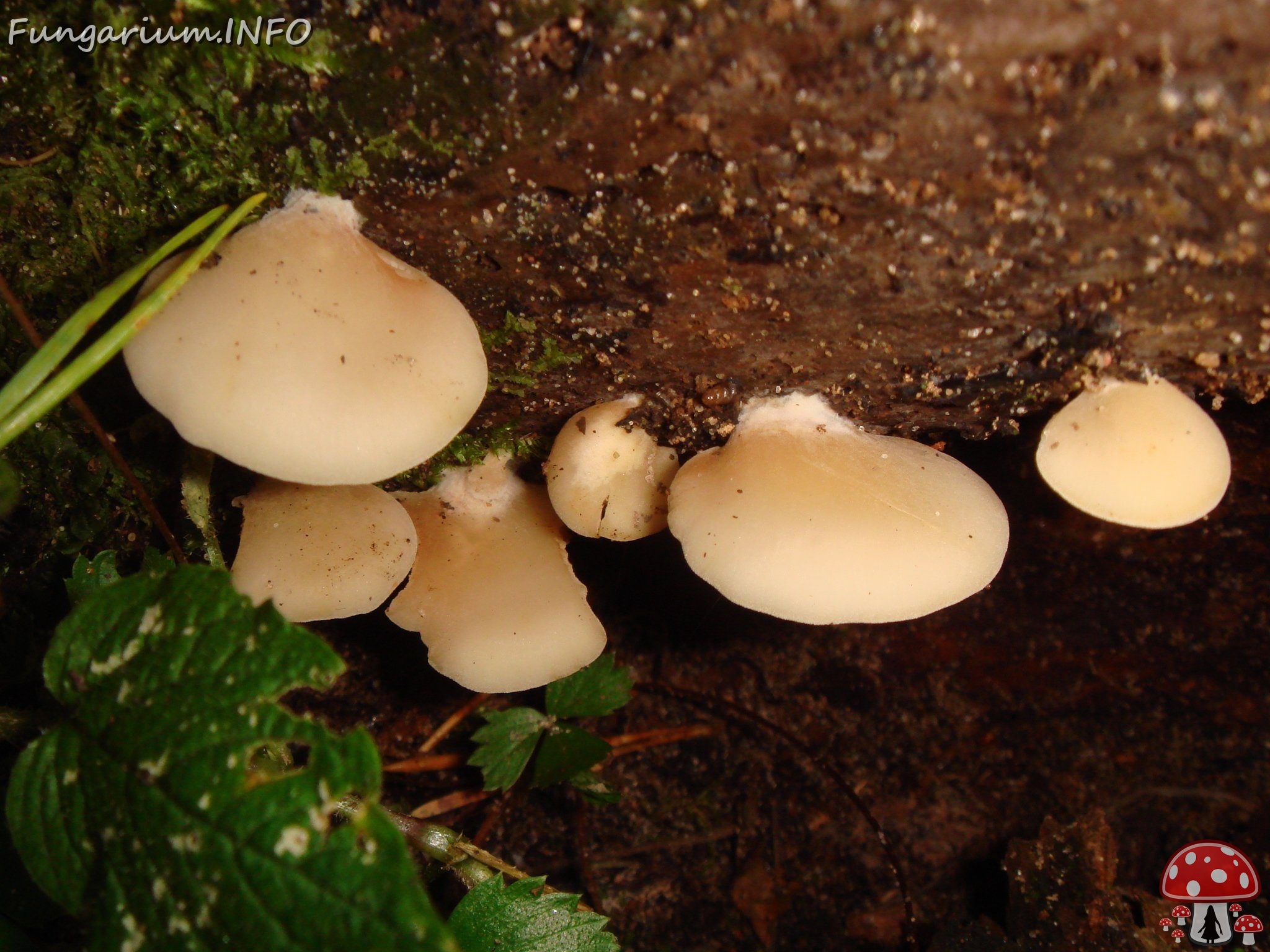 fungi-0003363 