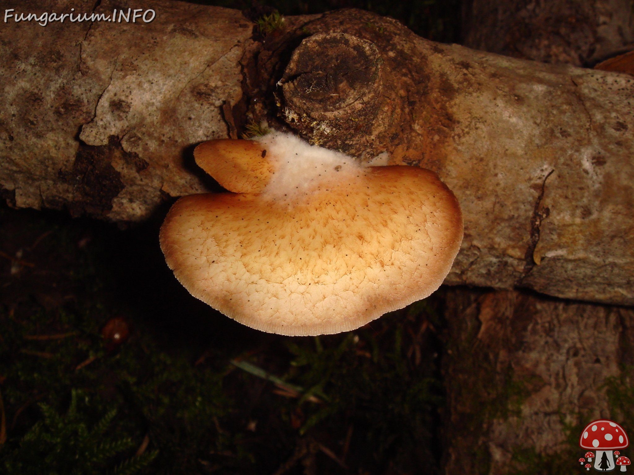 fungi-0003980 