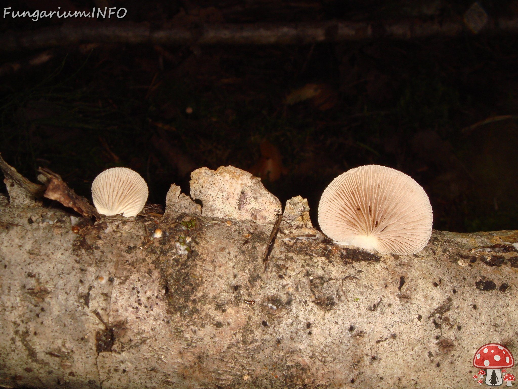 fungi-0003981 