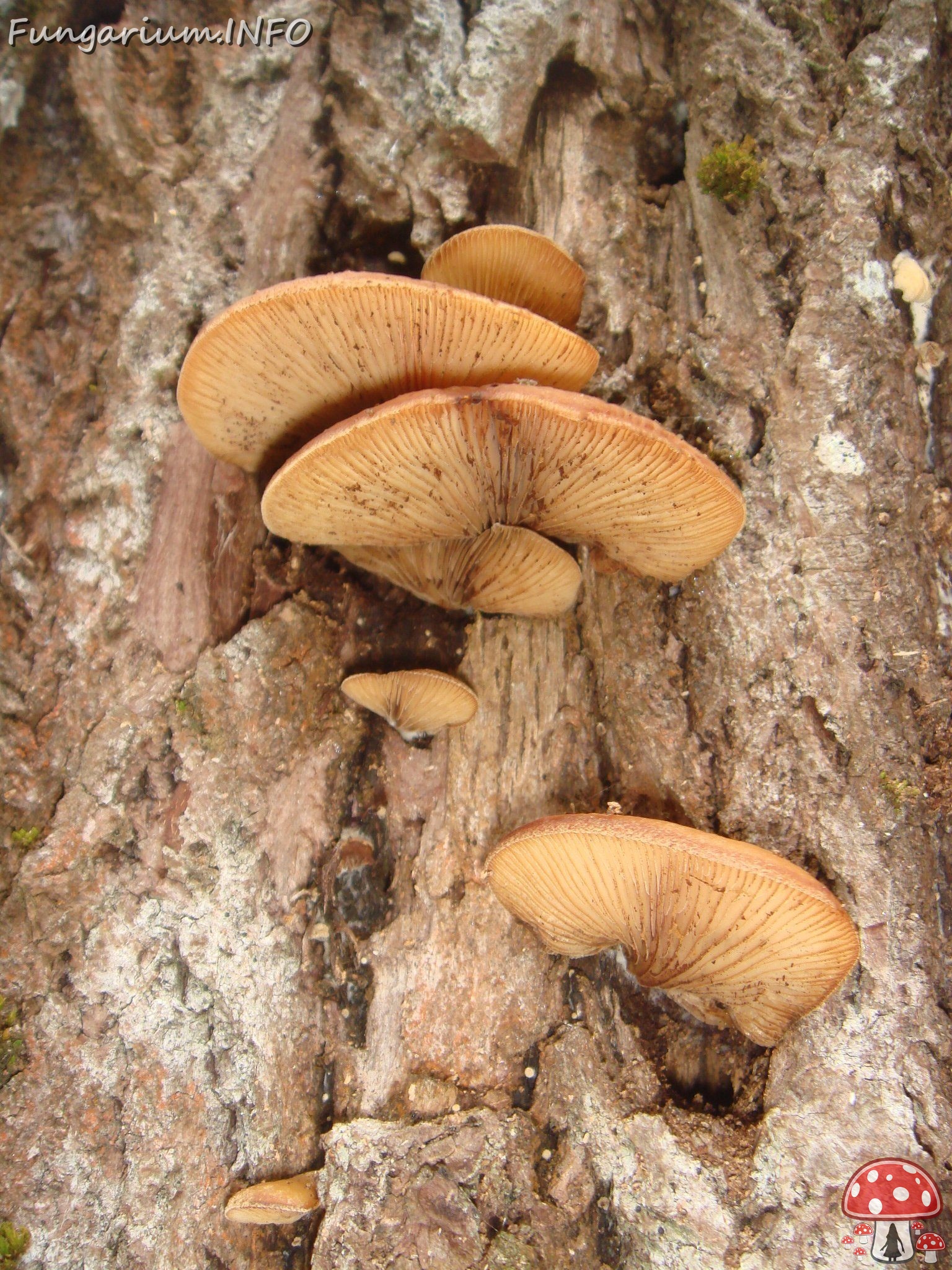 fungi-0004249 