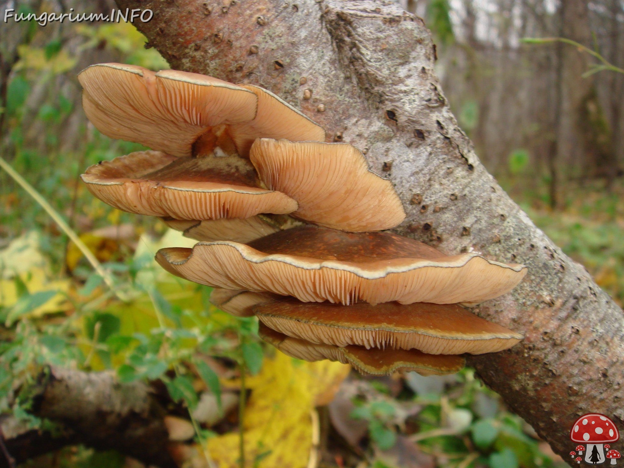 fungi-0004344 