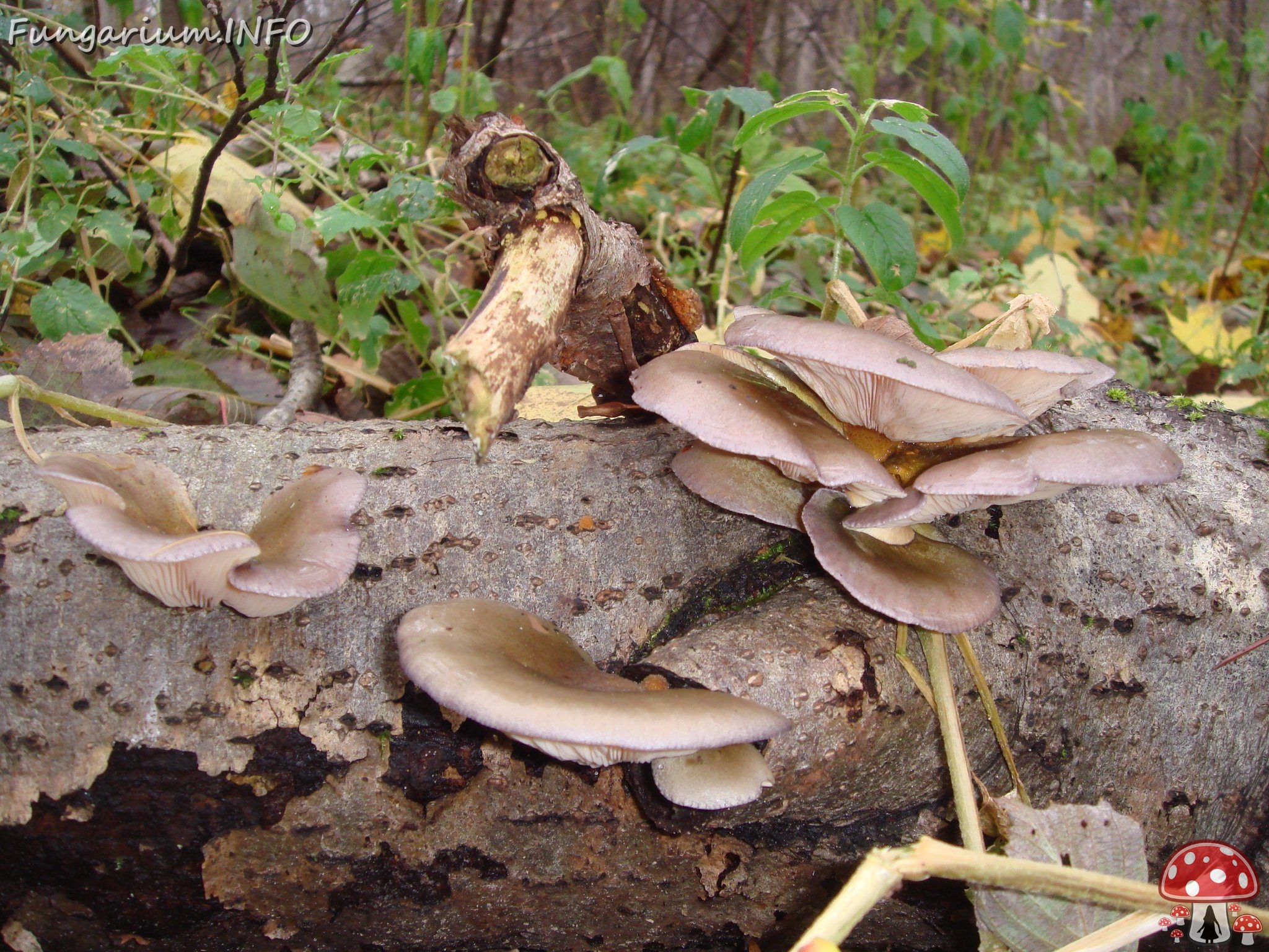 fungi-0004346 