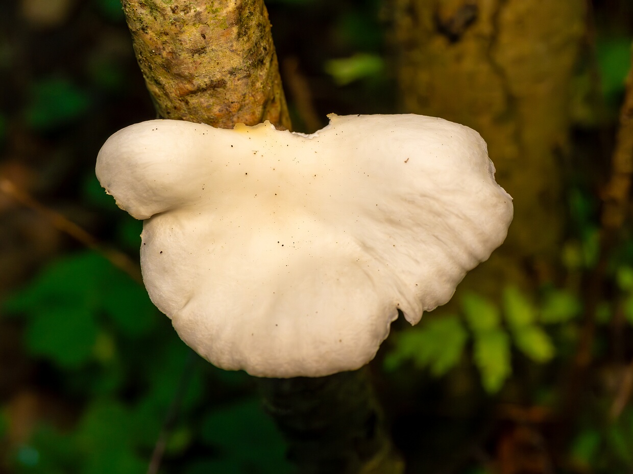 Вёшенка лёгочная - Pleurotus pulmonarius