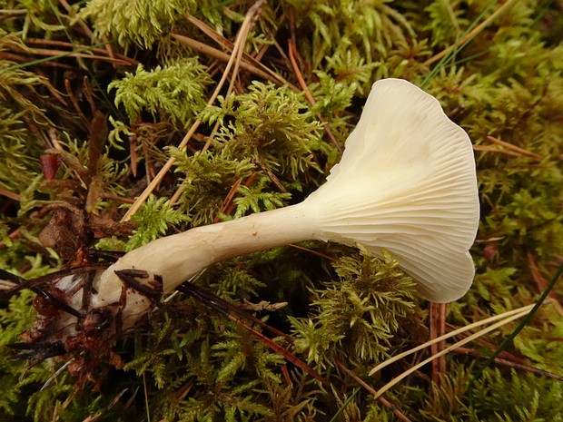 Ampulloclitocybe clavipes - Ампуллоговорушка булавоногая - Club-footed Clitocybe - Keulenfuß-Trichterling