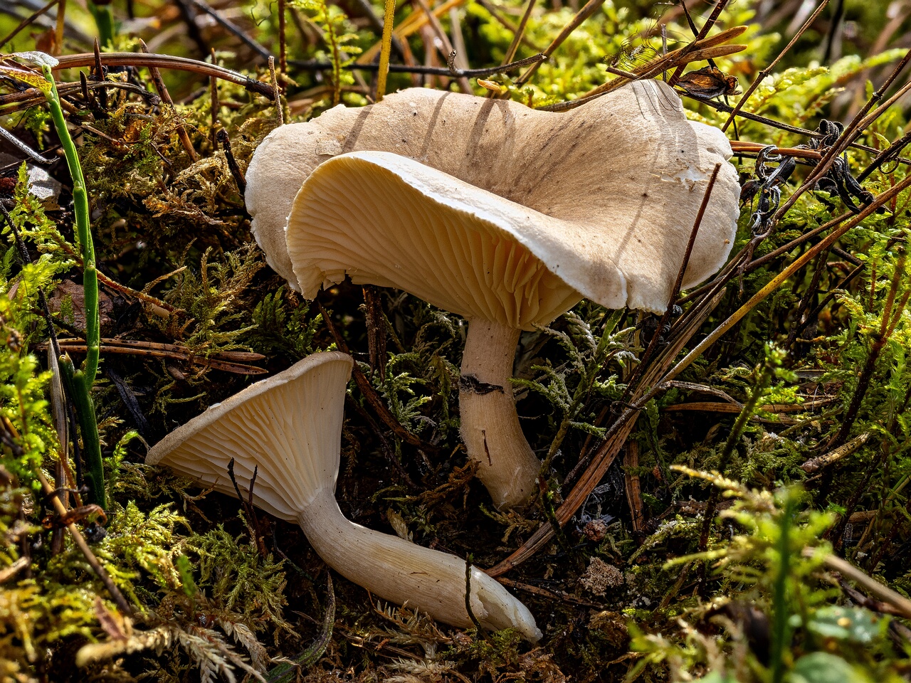 !Ampulloclitocybe clavipes _2026-08-30_1-1
