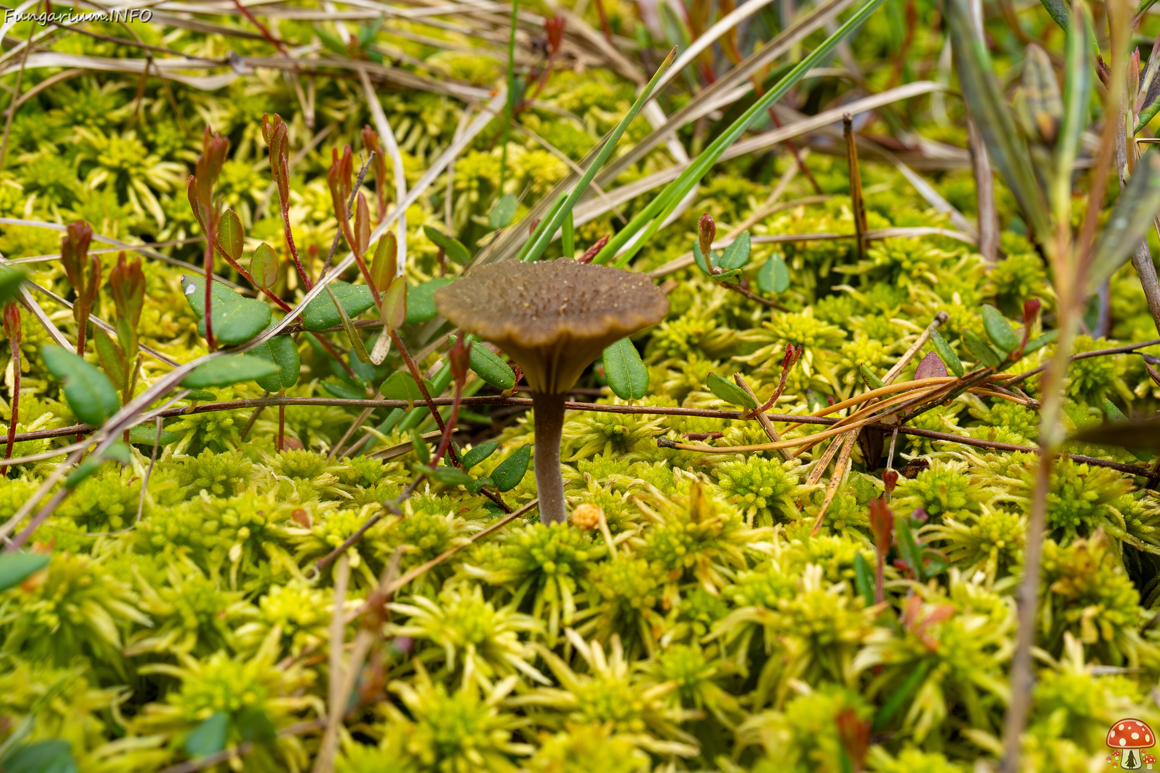 Arrhenia gerardiana _2025-06-07_1-2 