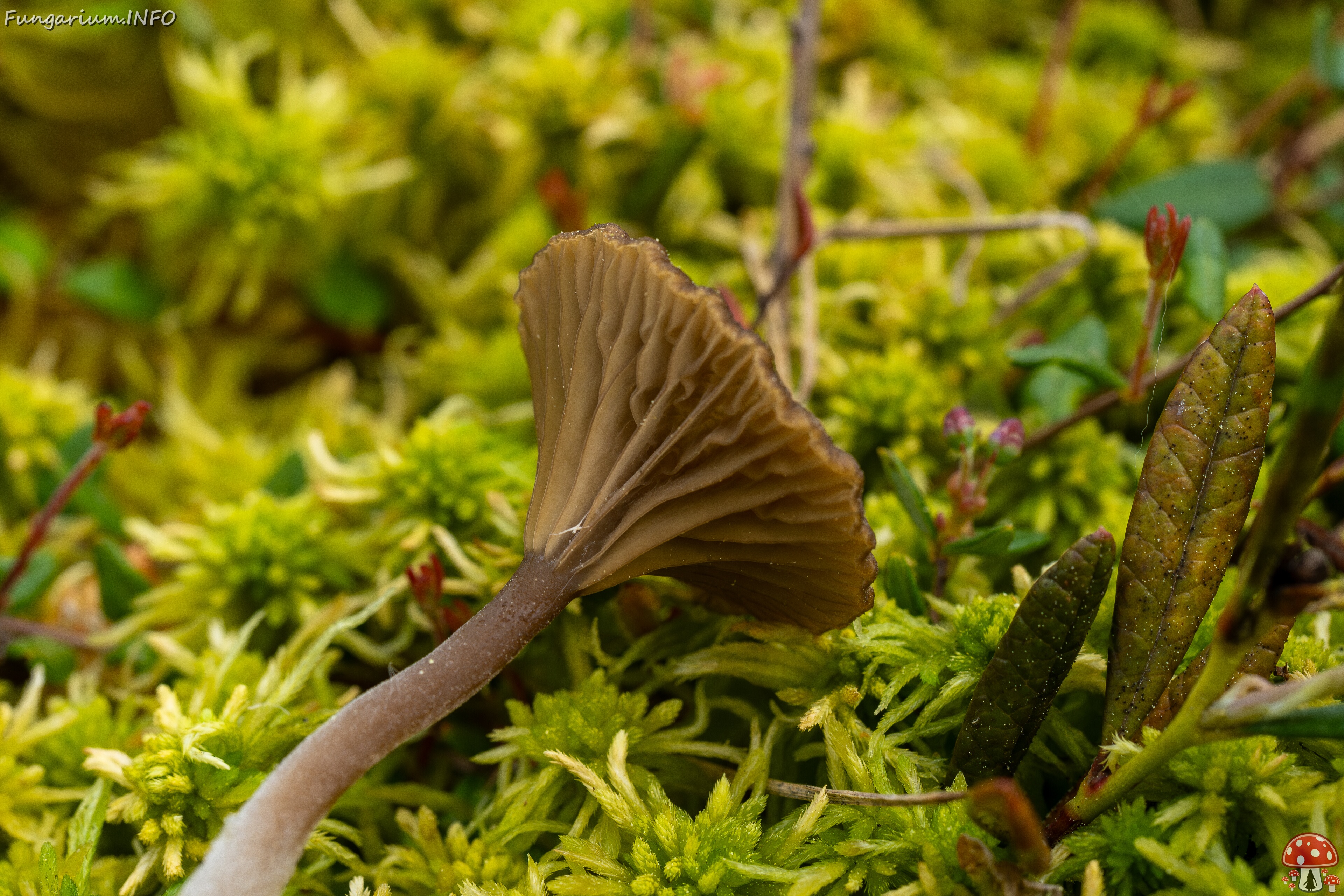 Arrhenia gerardiana _2025-06-07_1-7 