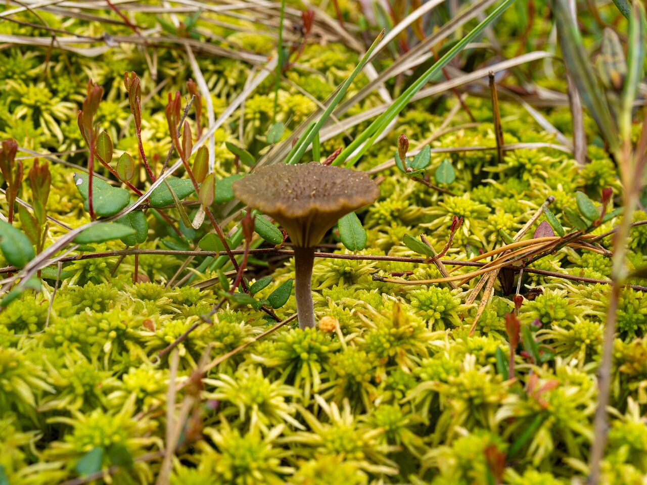 Arrhenia gerardiana _2025-06-07_1-2