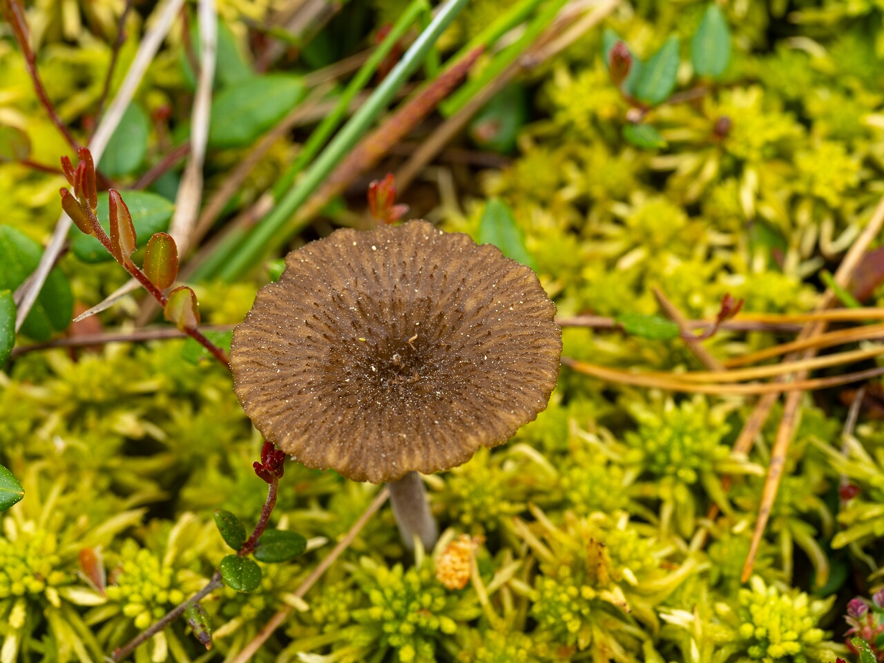 Arrhenia gerardiana _2025-06-07_1-3