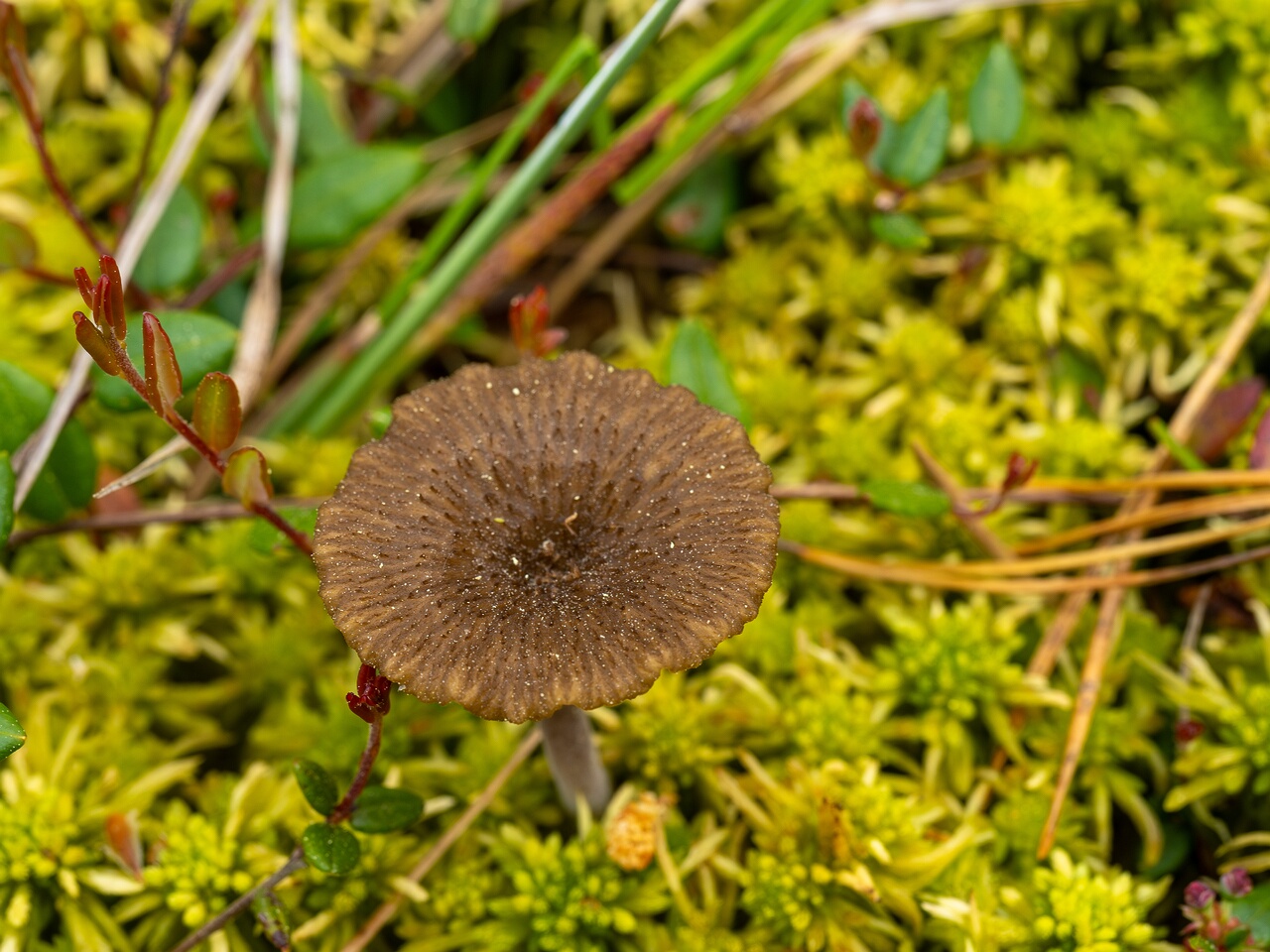 Arrhenia gerardiana _2025-06-07_1-4